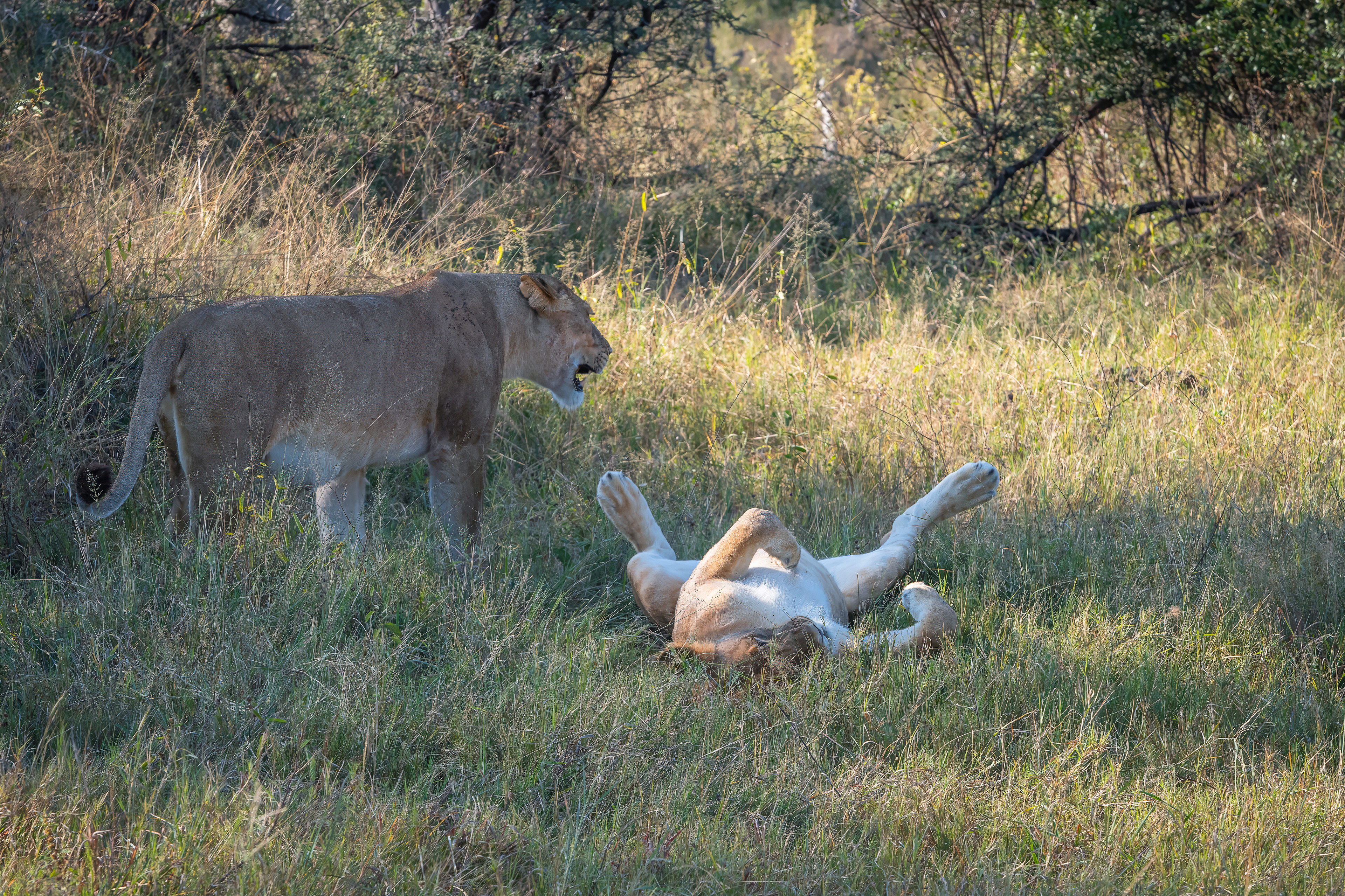 PLayful lions