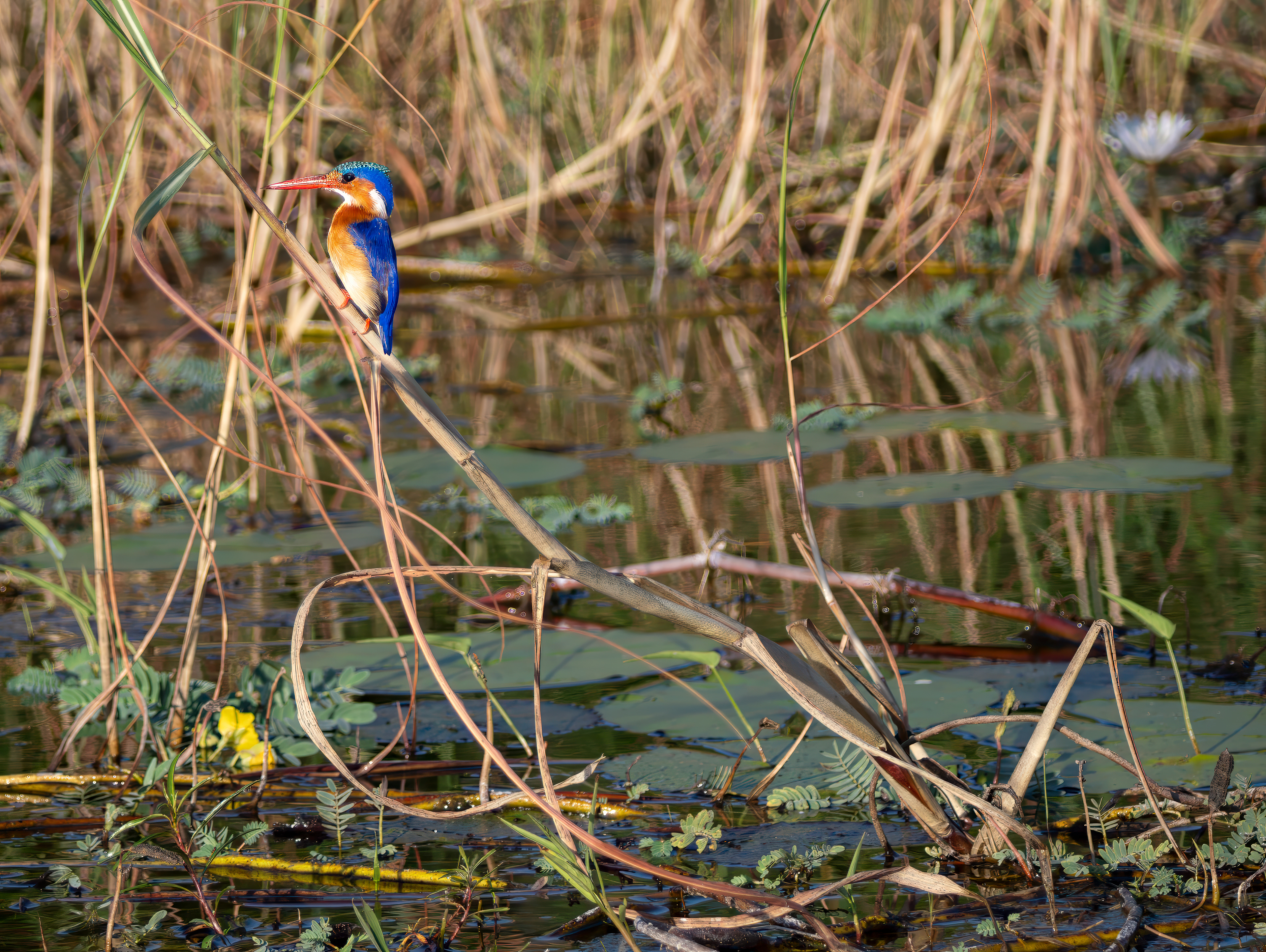 Malachite Kingfisher
