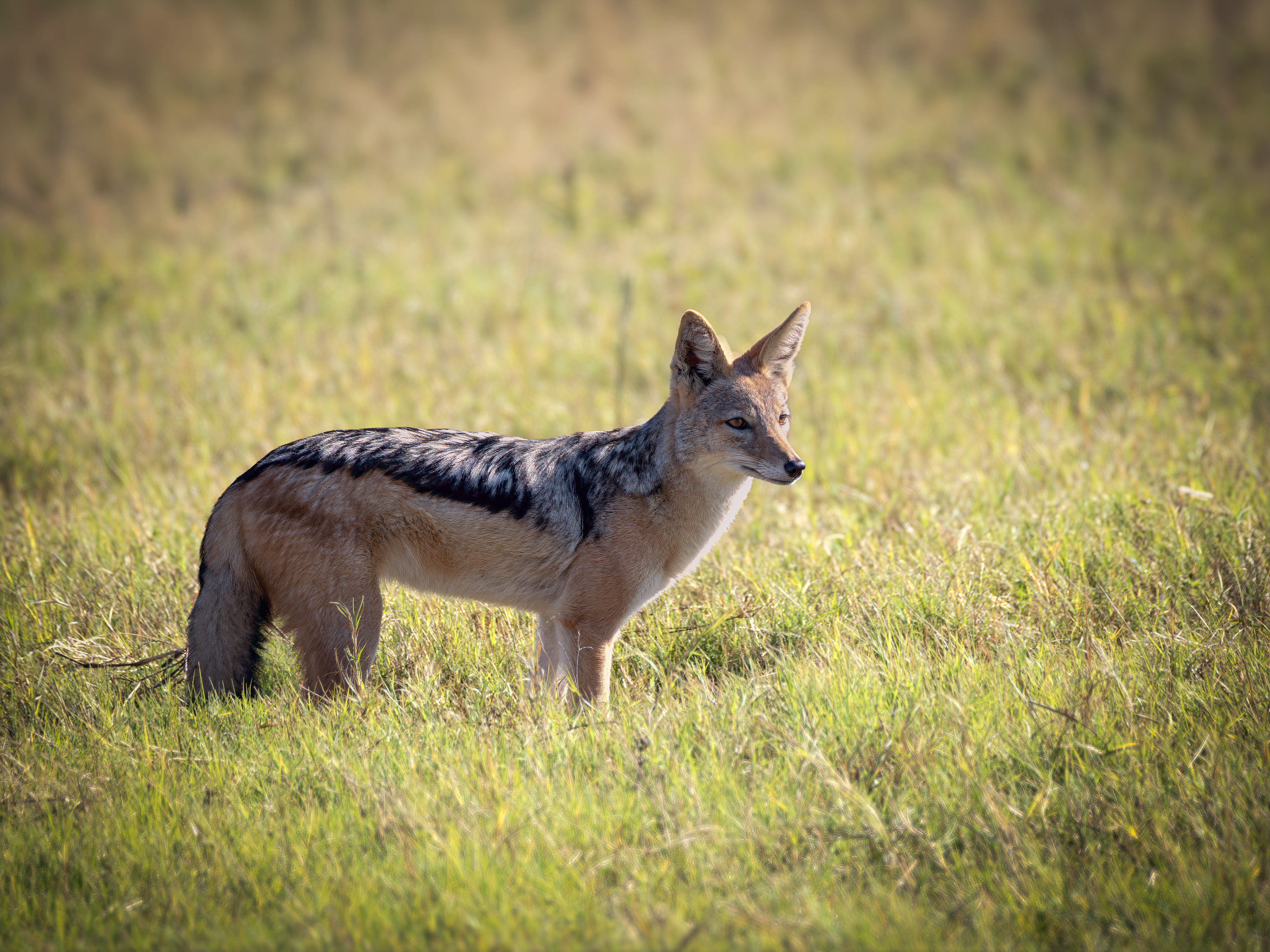 Blackbacked Jackal