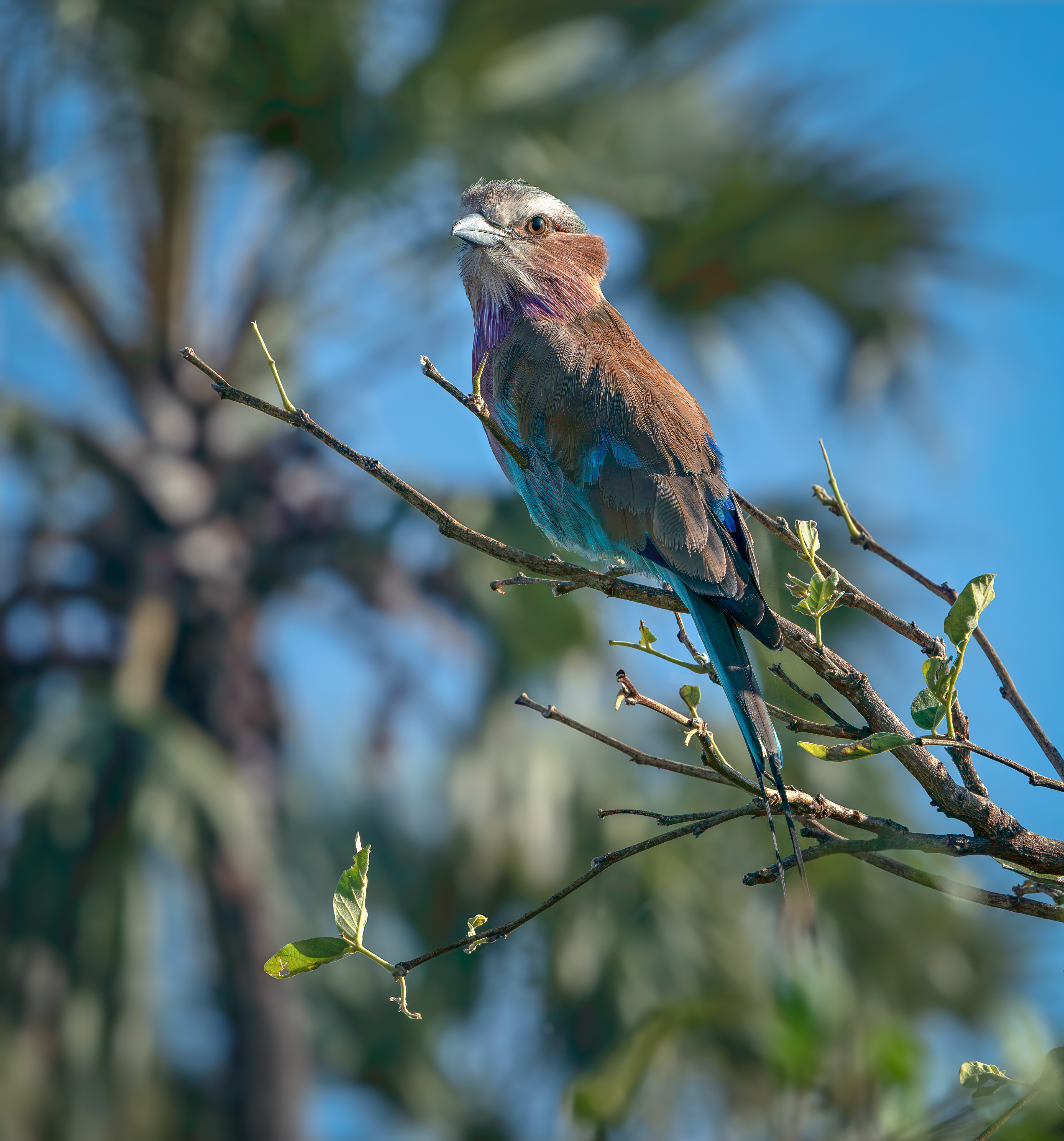 Lilac breasted Roller