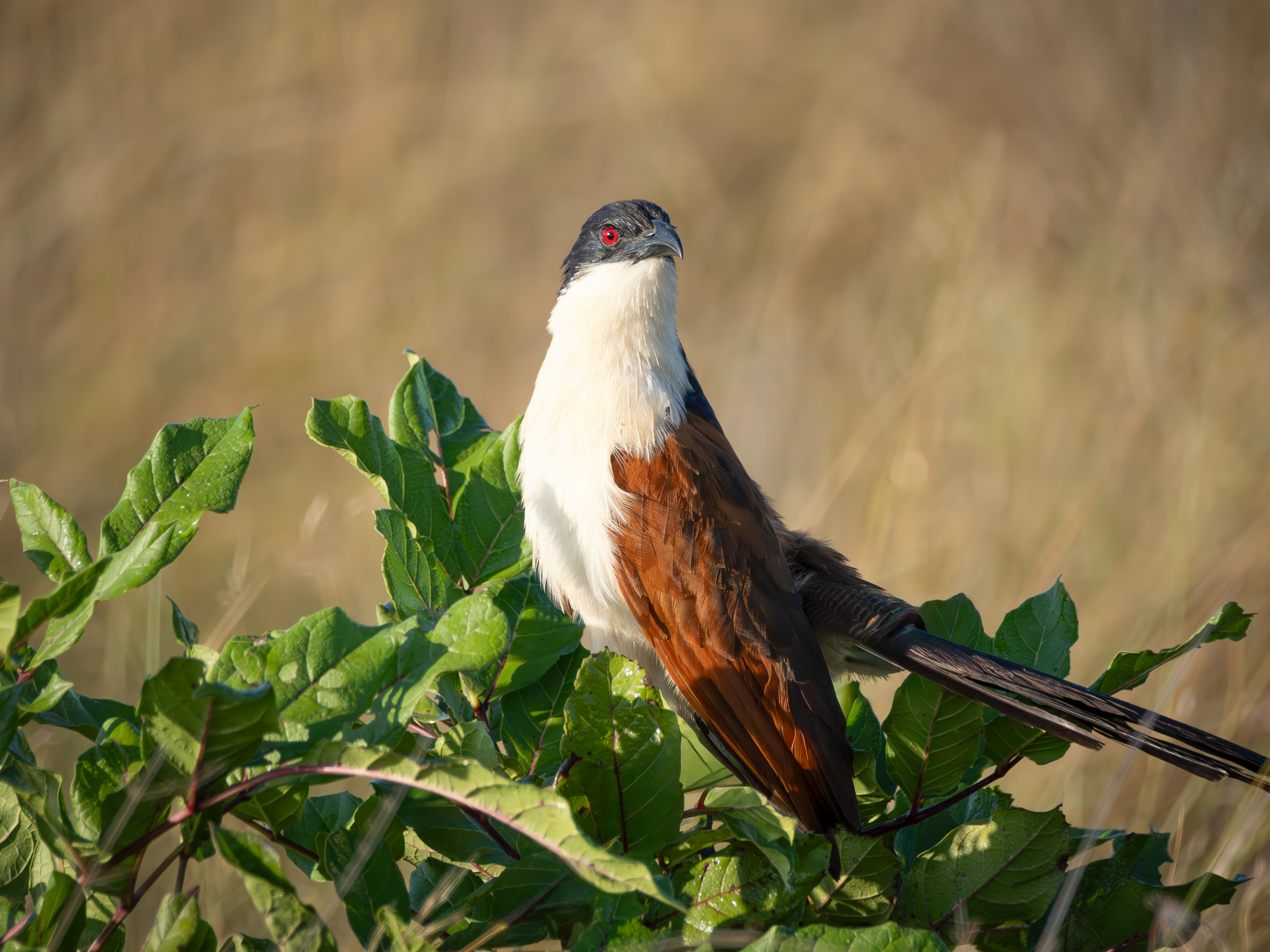 Greater Coucal