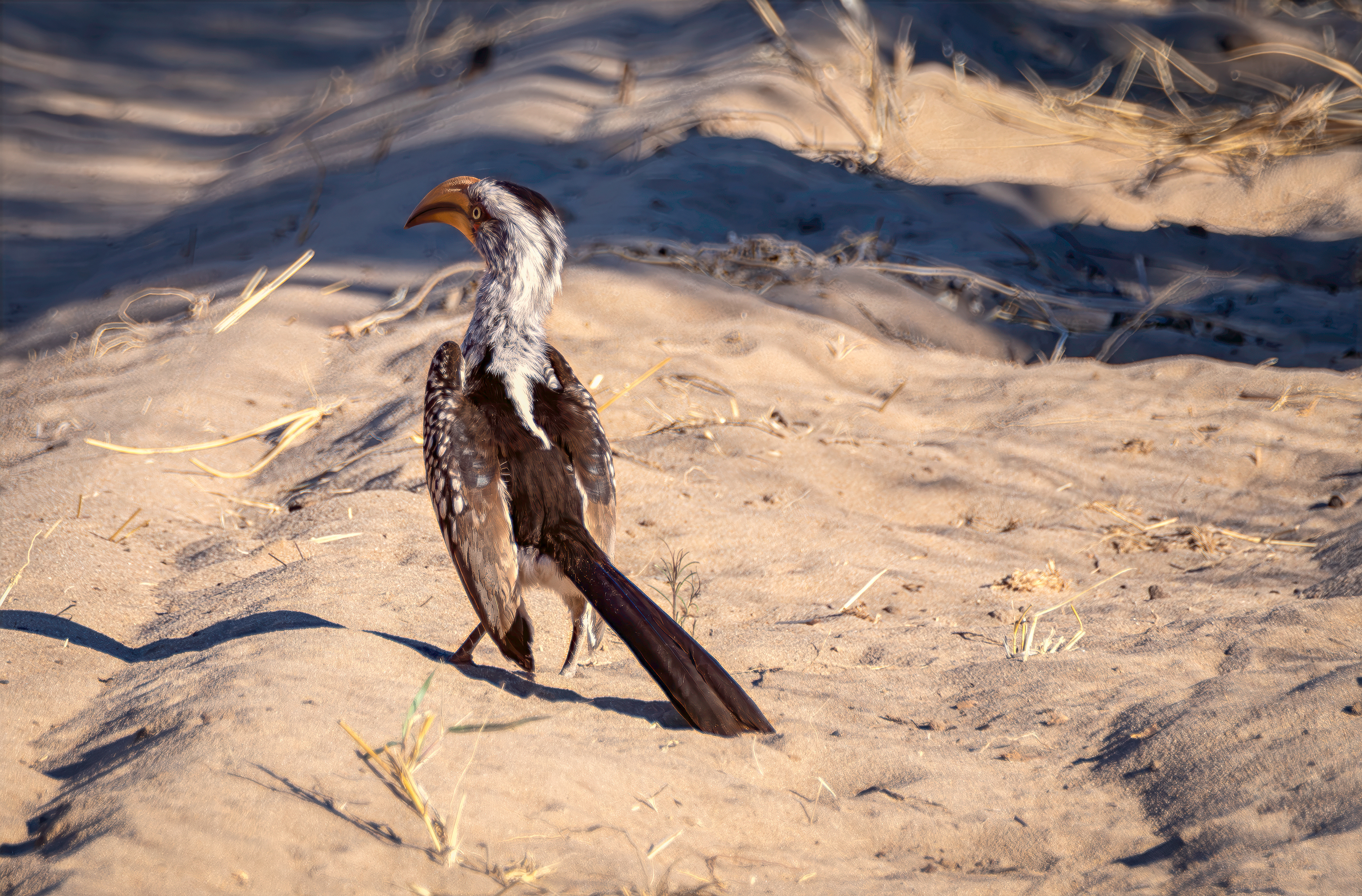 Southern Yellow Billed Hornbill