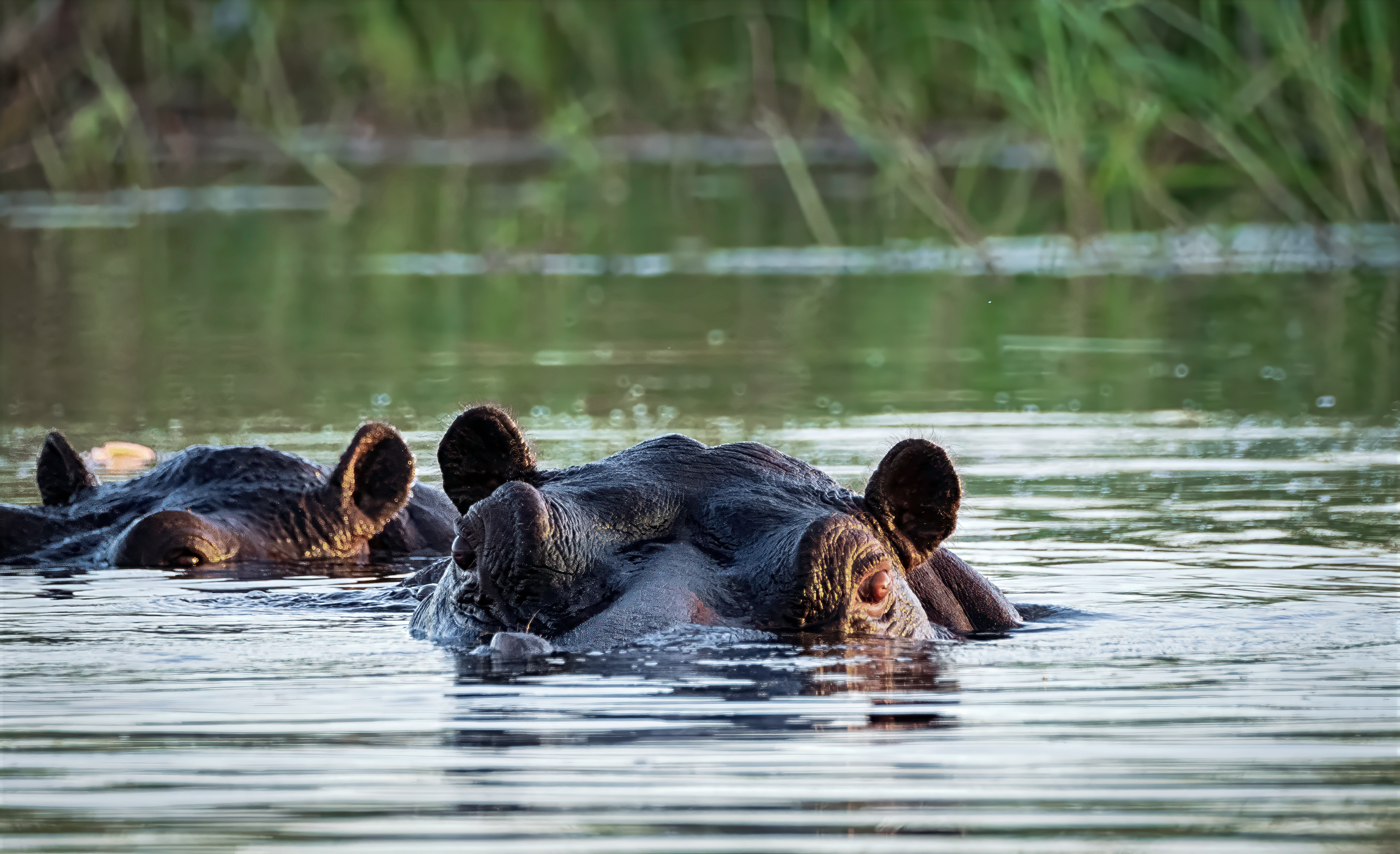 Hippos 