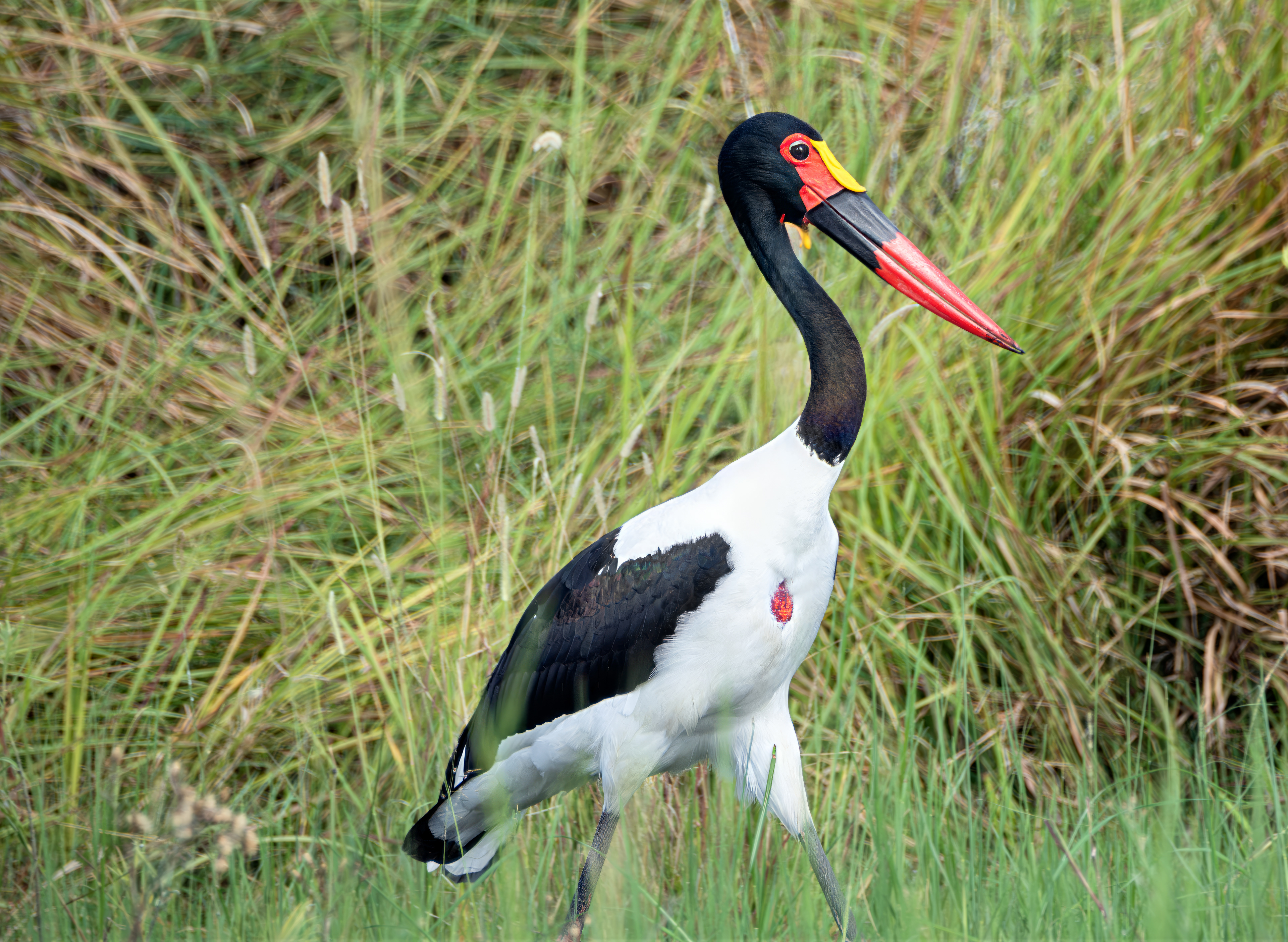 Saddlebilled Stork