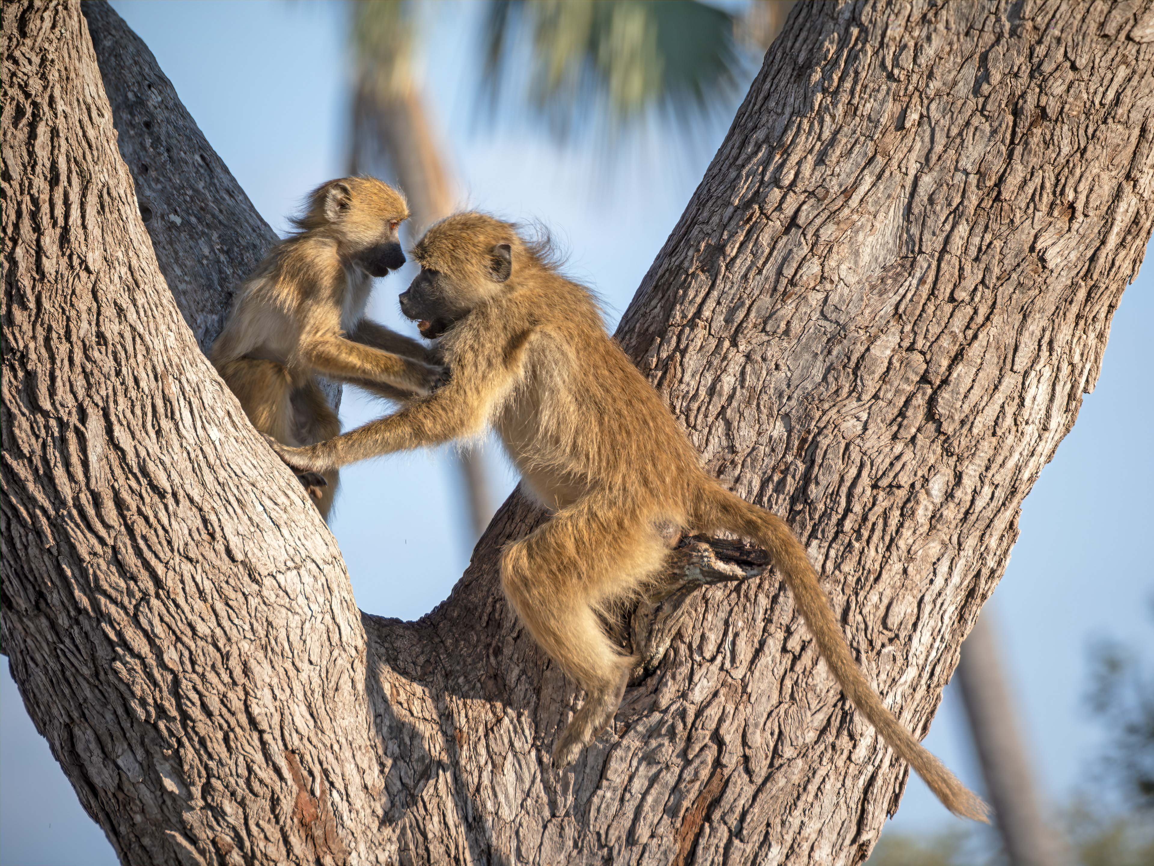 Baboons