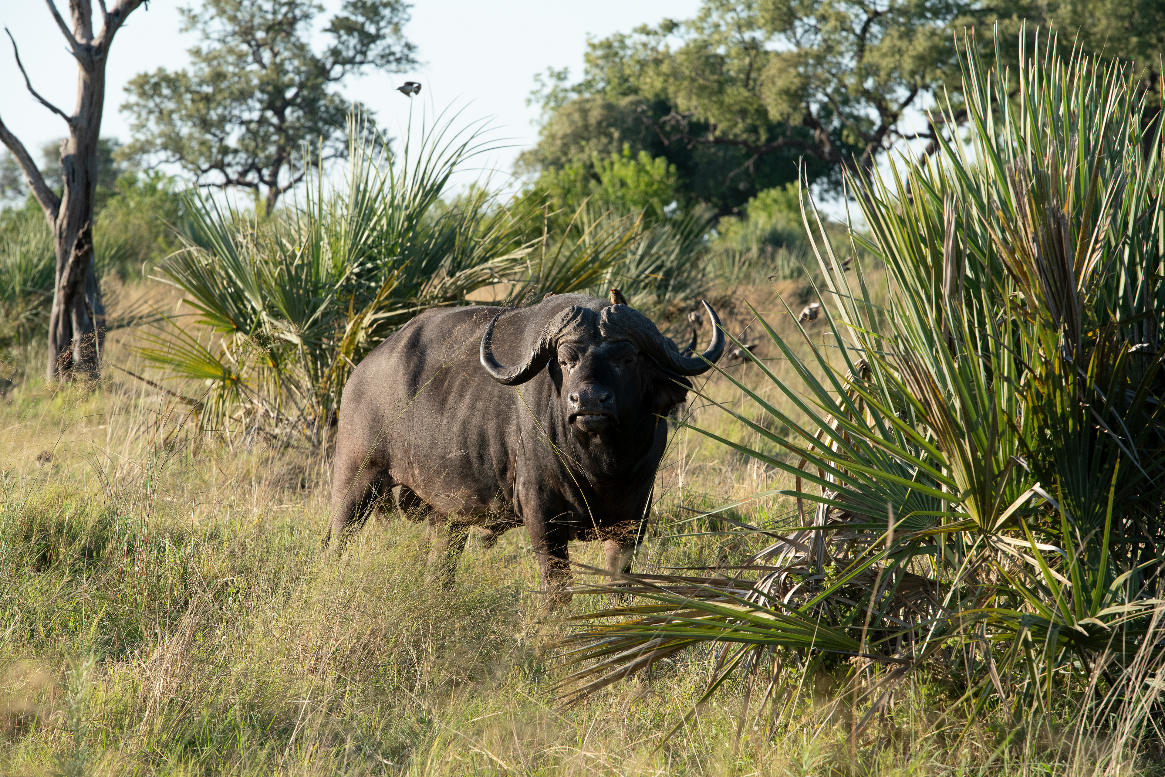 Cape Buffalo 