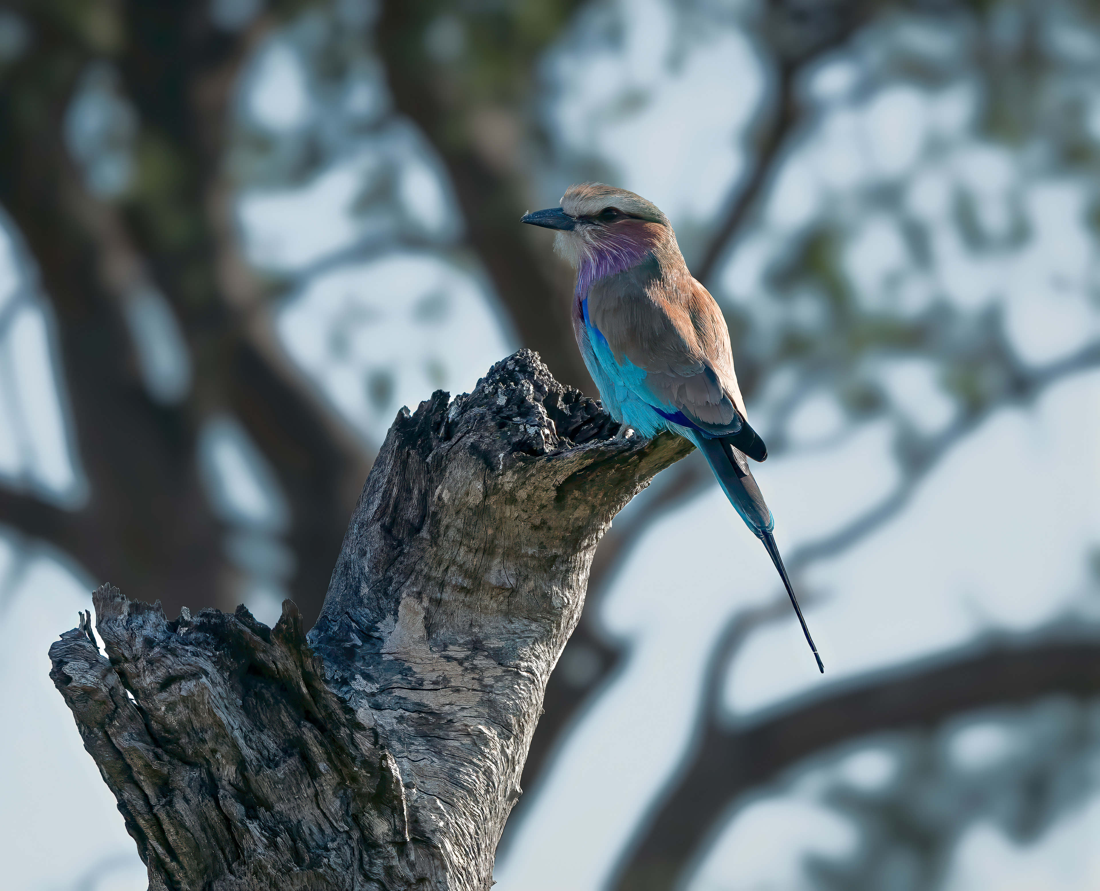 Lilac breasted Roller