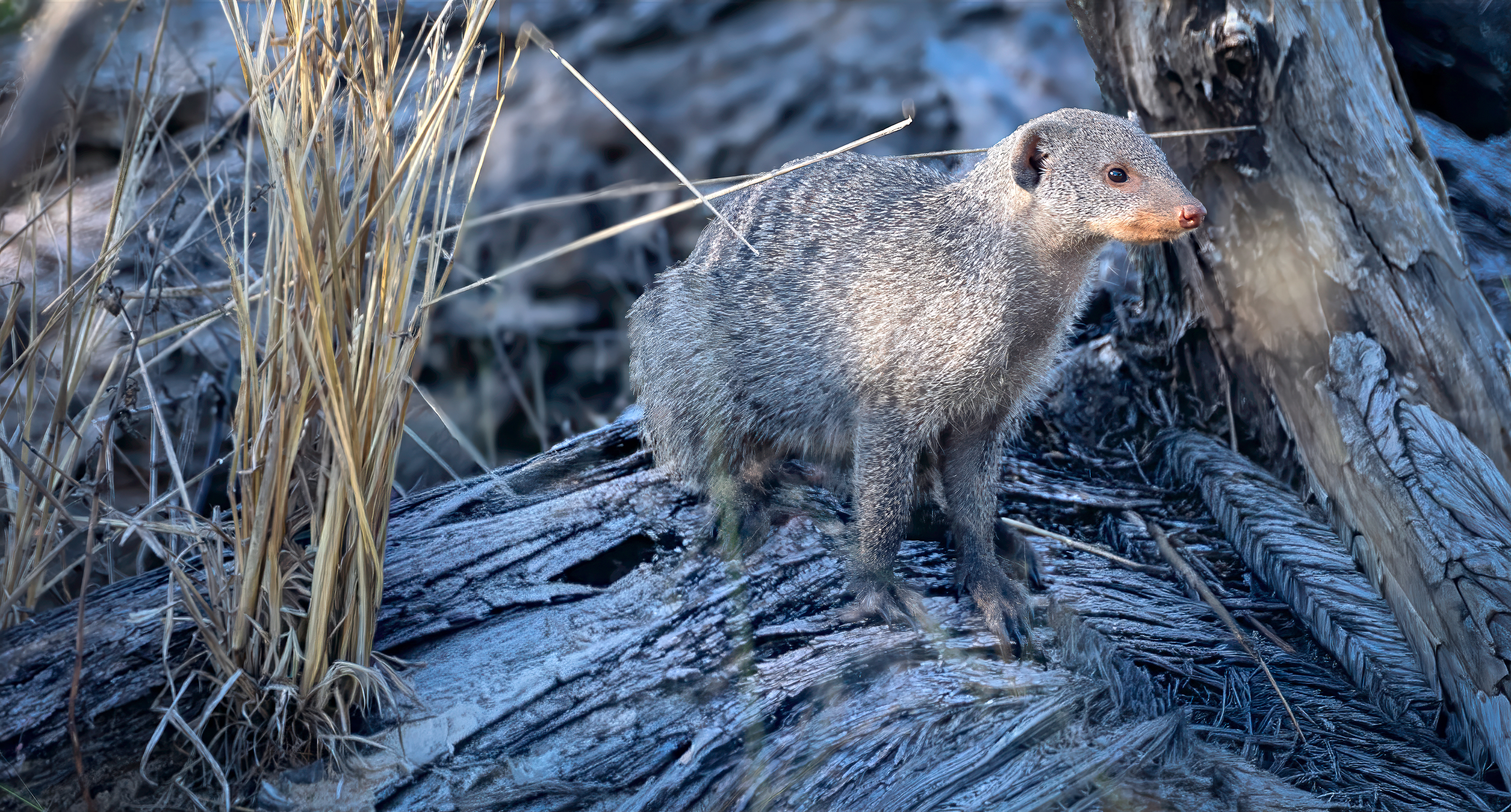 Mongoose