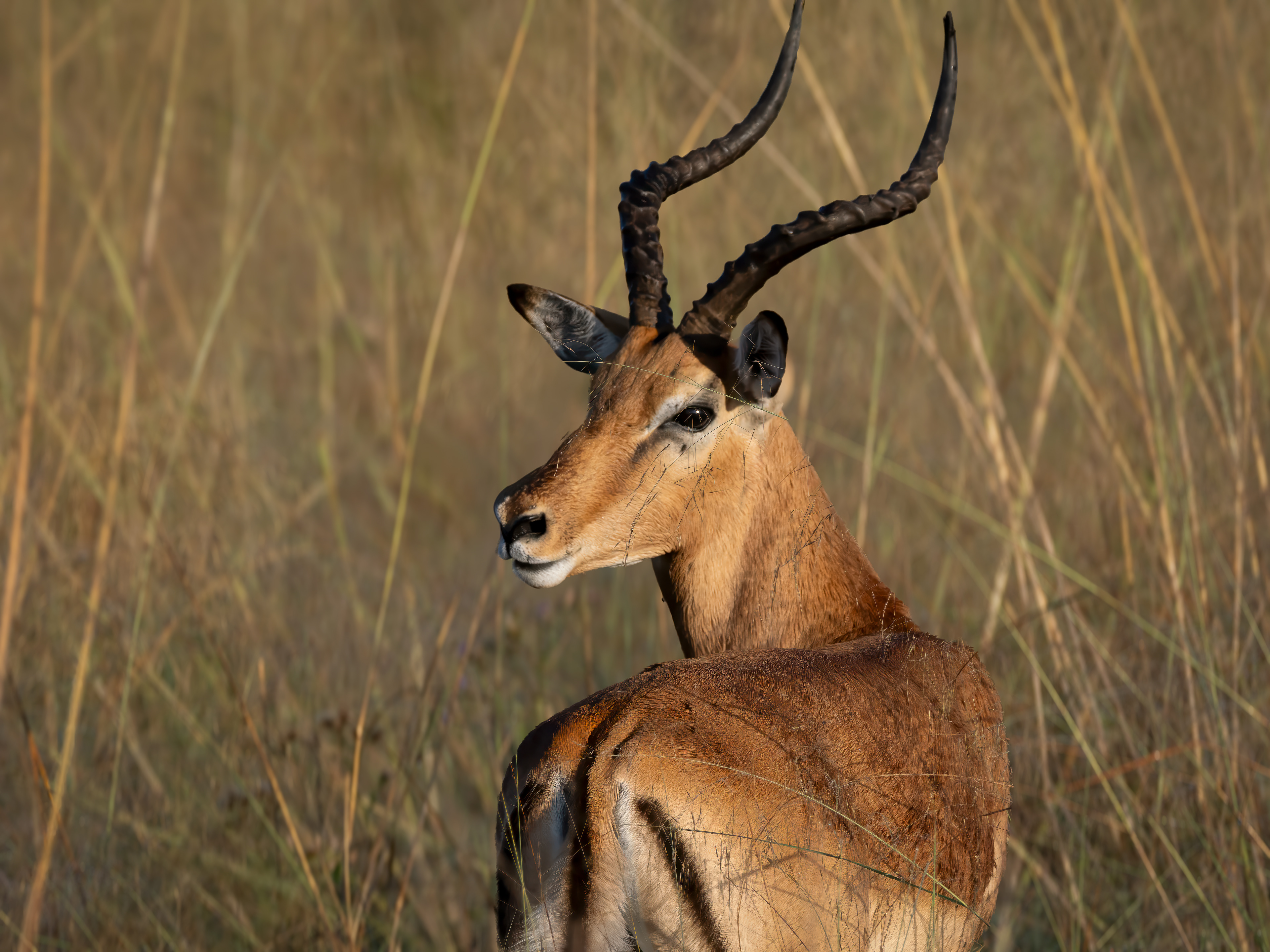 Impala