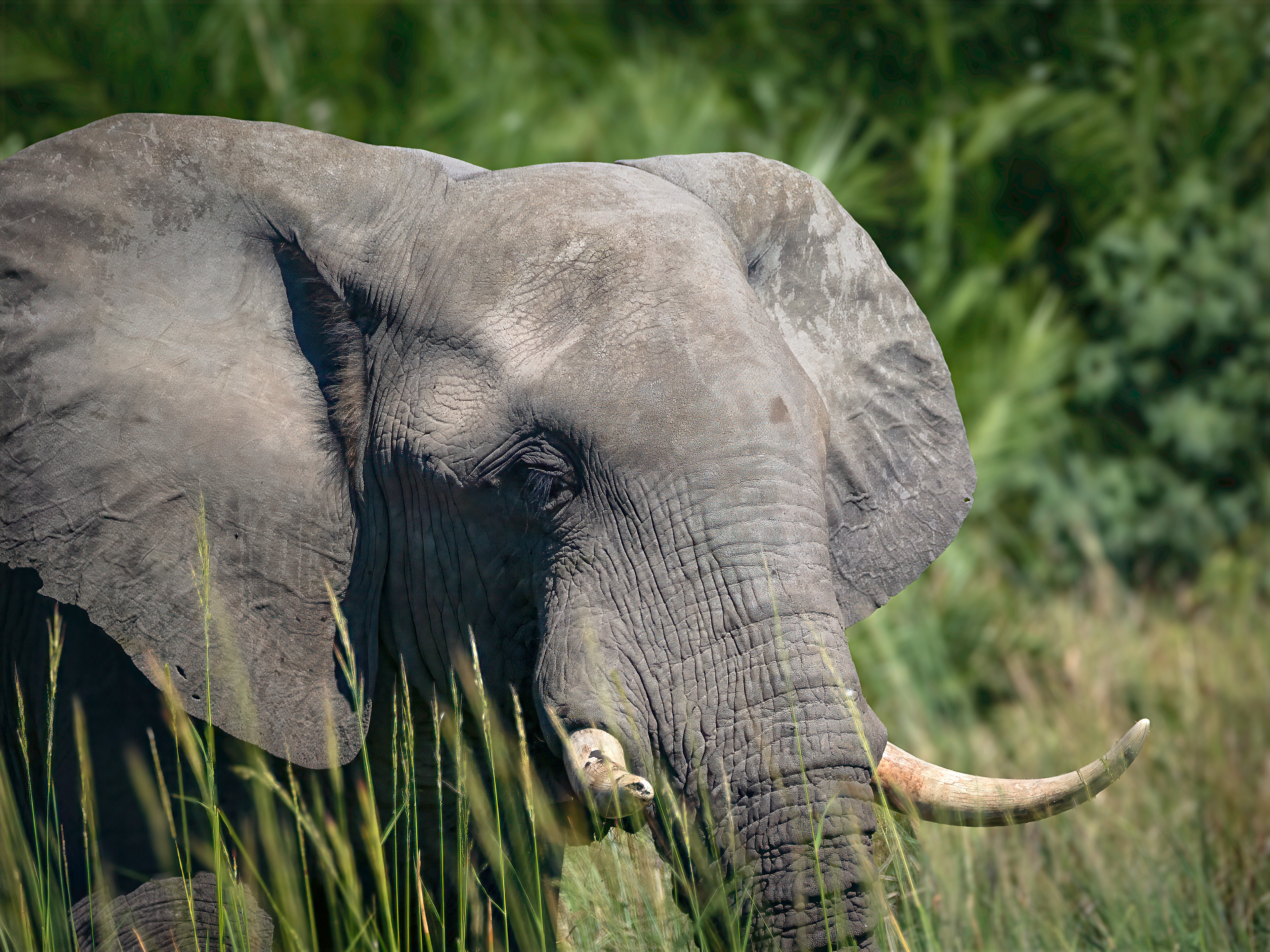 Elephant in the Delta