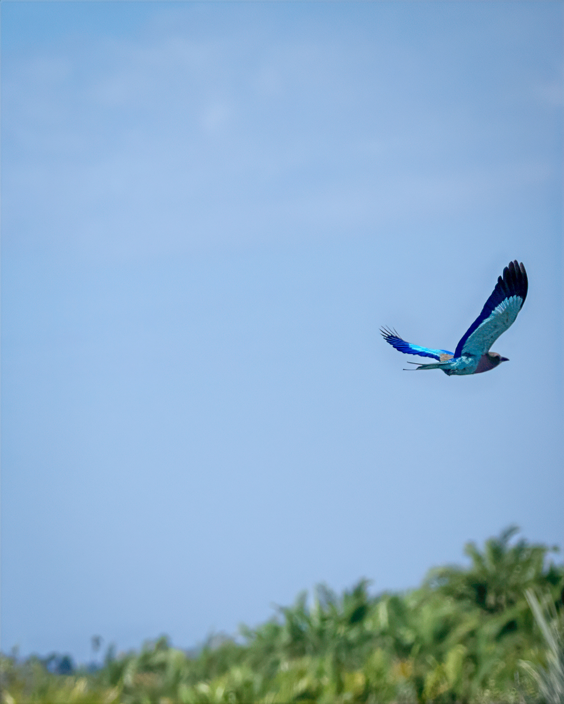In flight Lilac breasted Roller