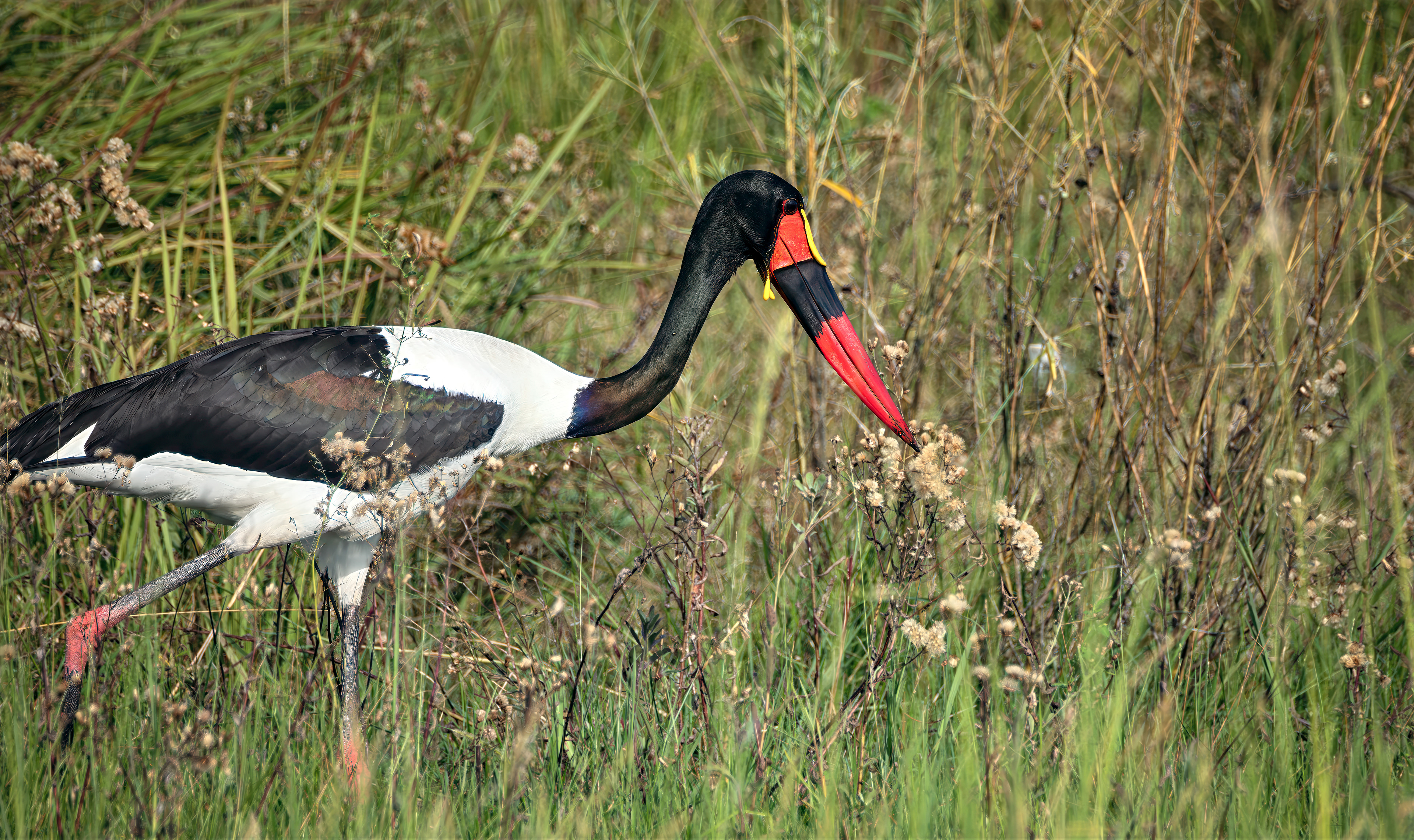 Saddlebilled Stork