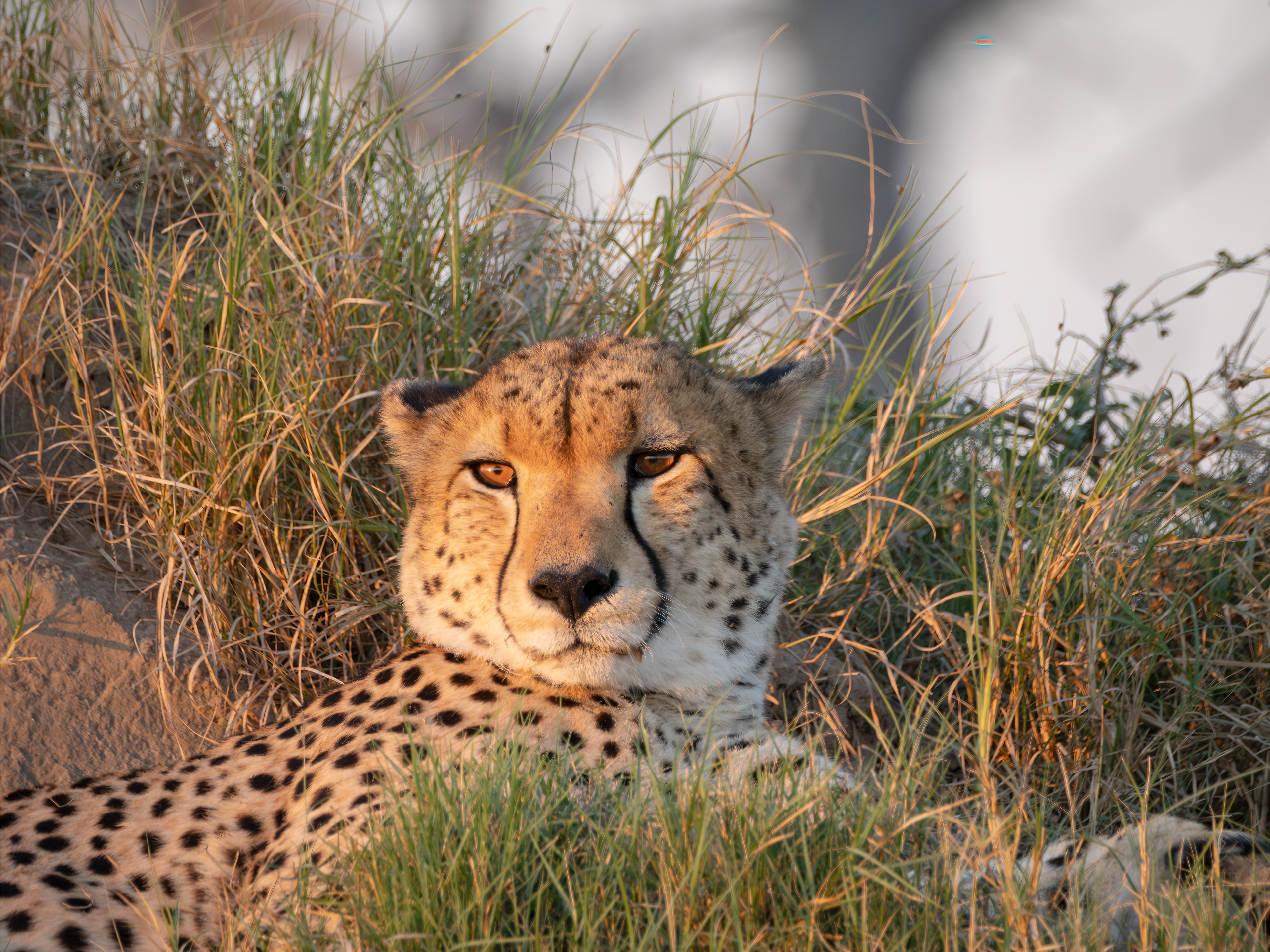 Glowing Cheetah 