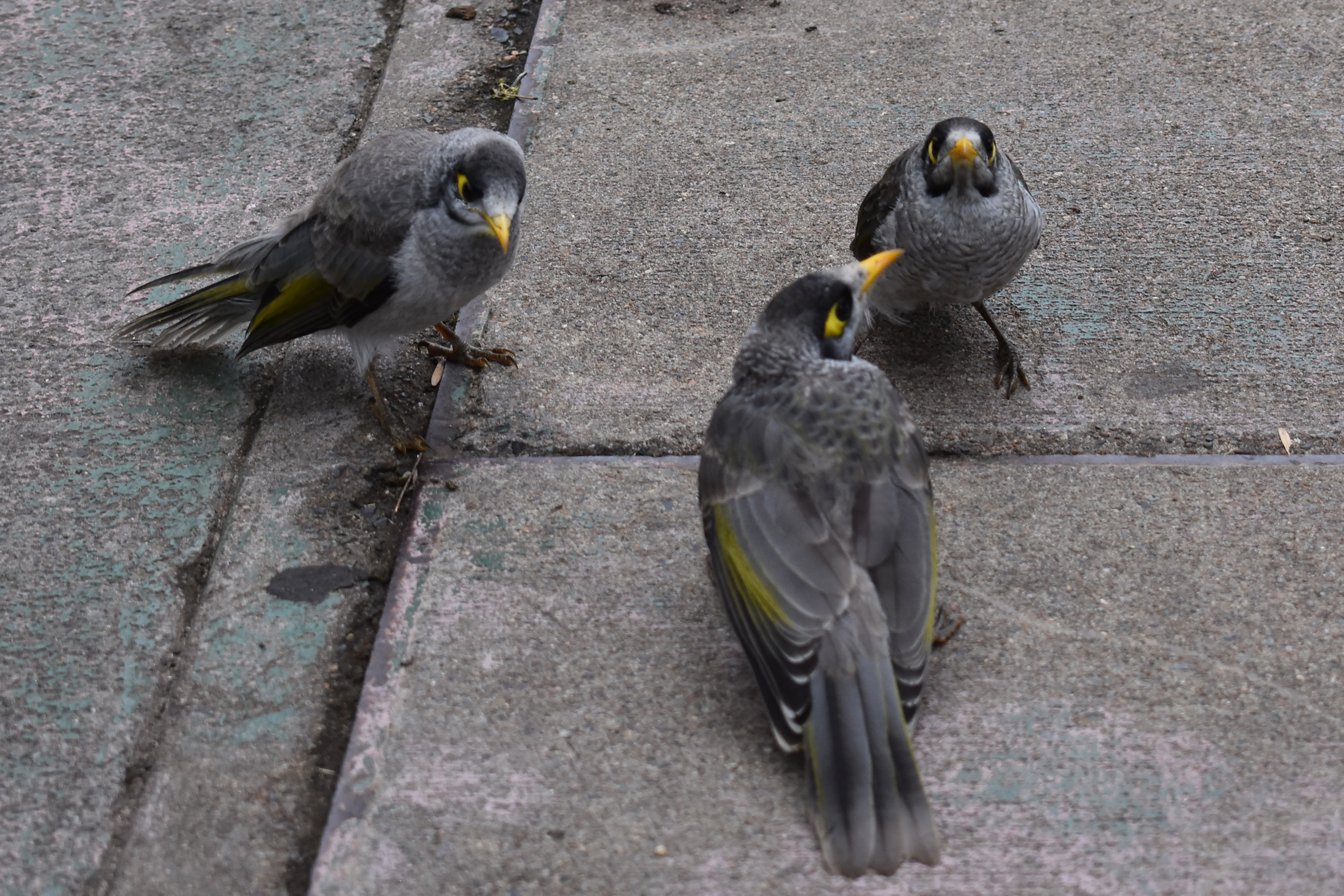 Noisy miner (Manorina melanocephala)