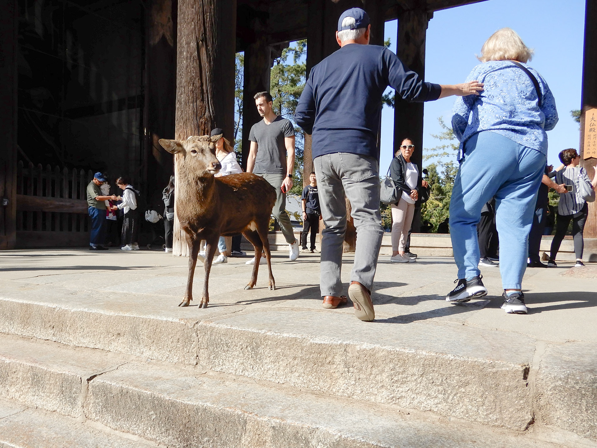 The “famous” deer at Tōdai-ji Kon-dō - they are everywher and always looking for a treat.