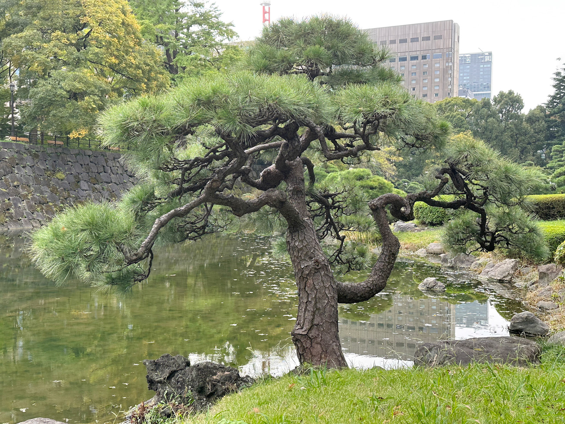 Rugged evergreen tree at Shiinji-ike Pond
