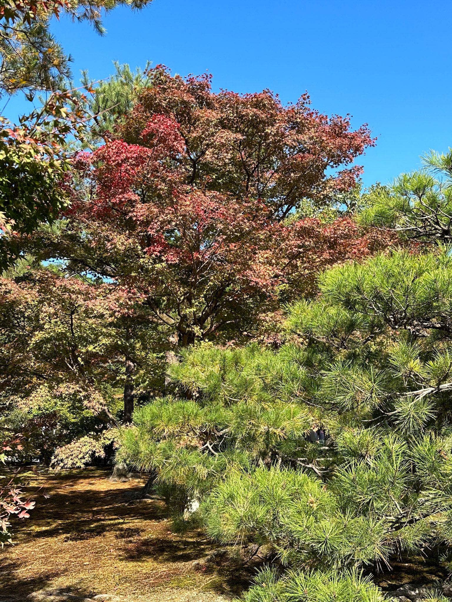 Leaves just starting to change in Japan