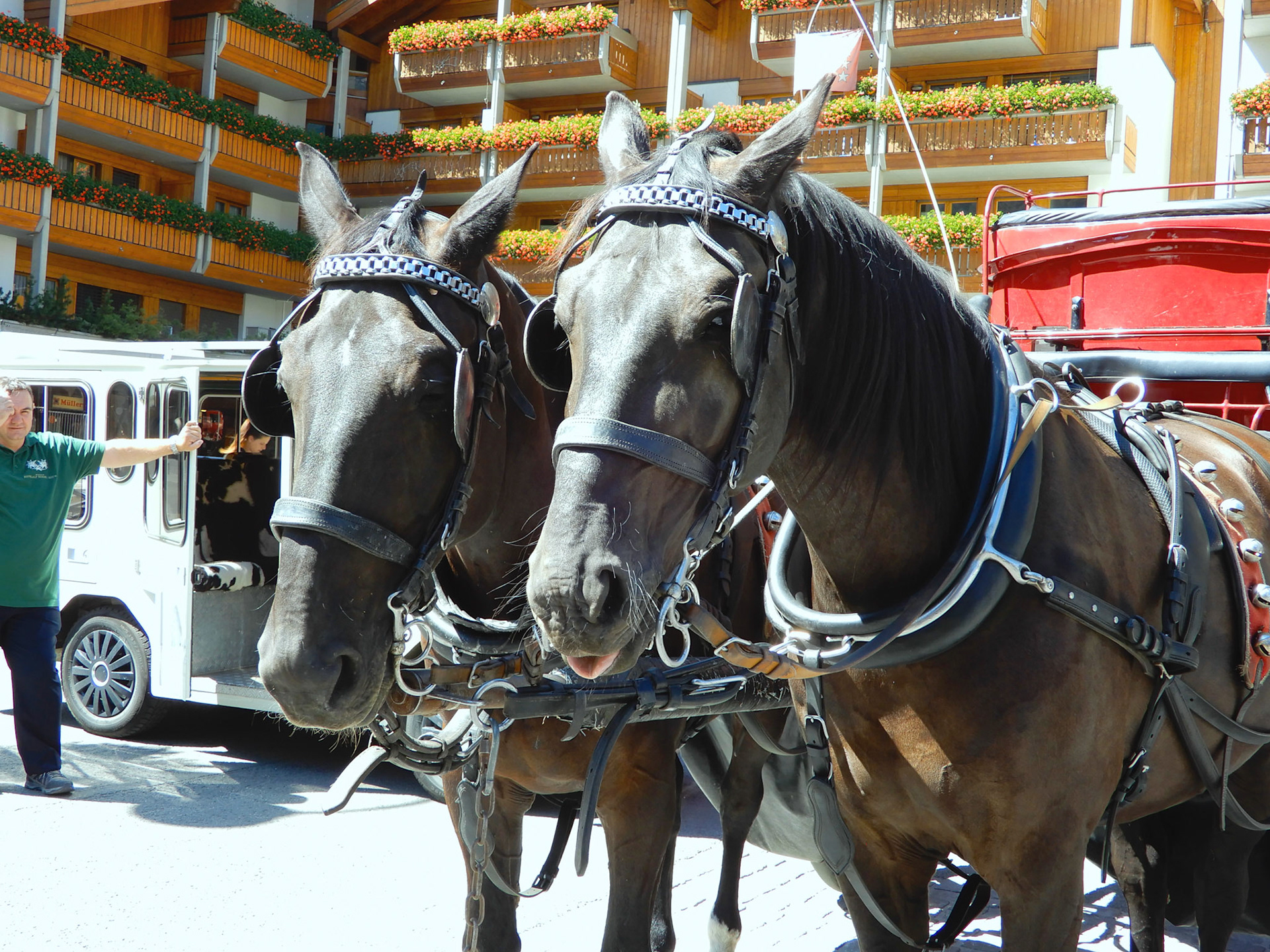 All transportation in Zermatt is 2 horsepower