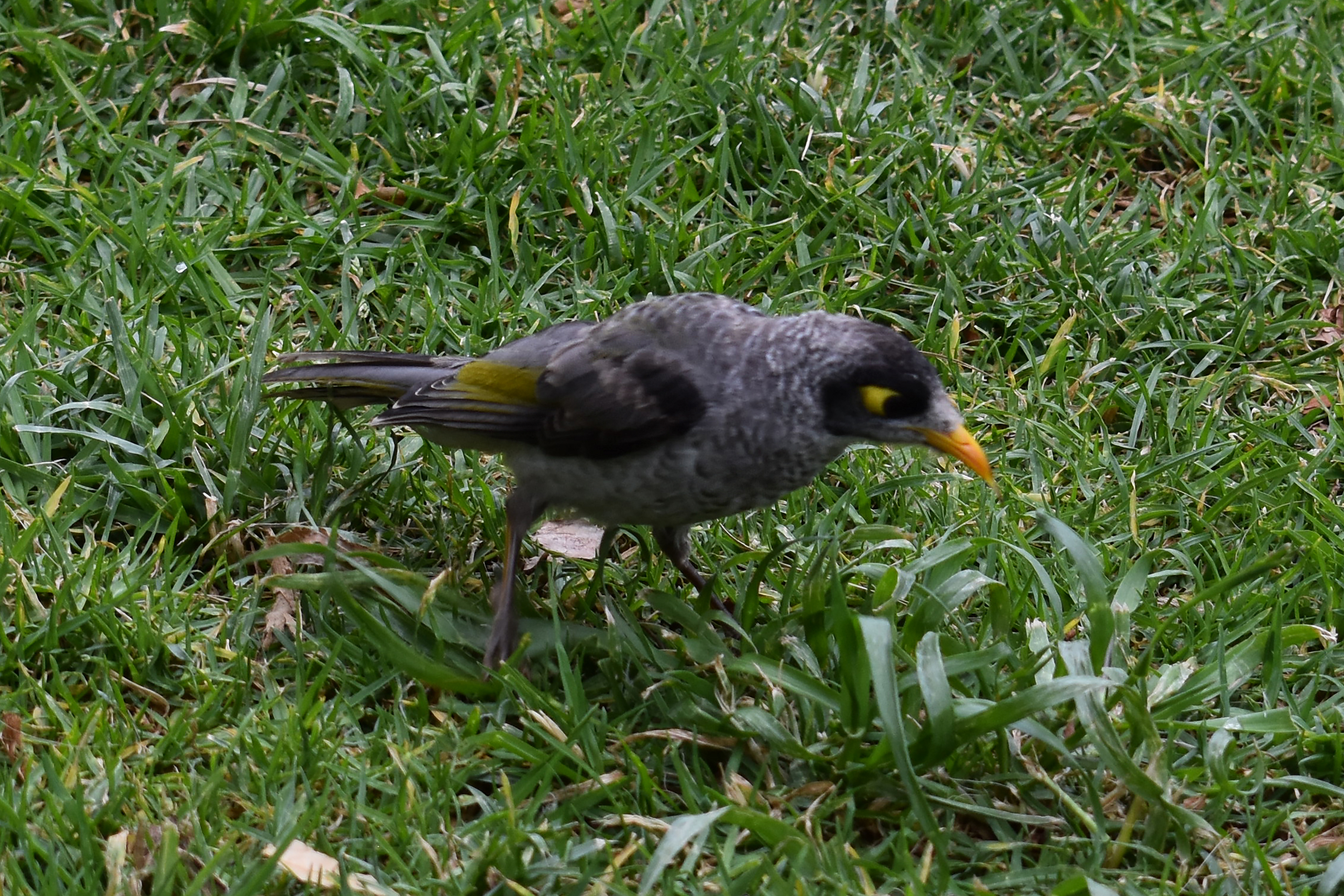 Noisy miner (Manorina melanocephala)