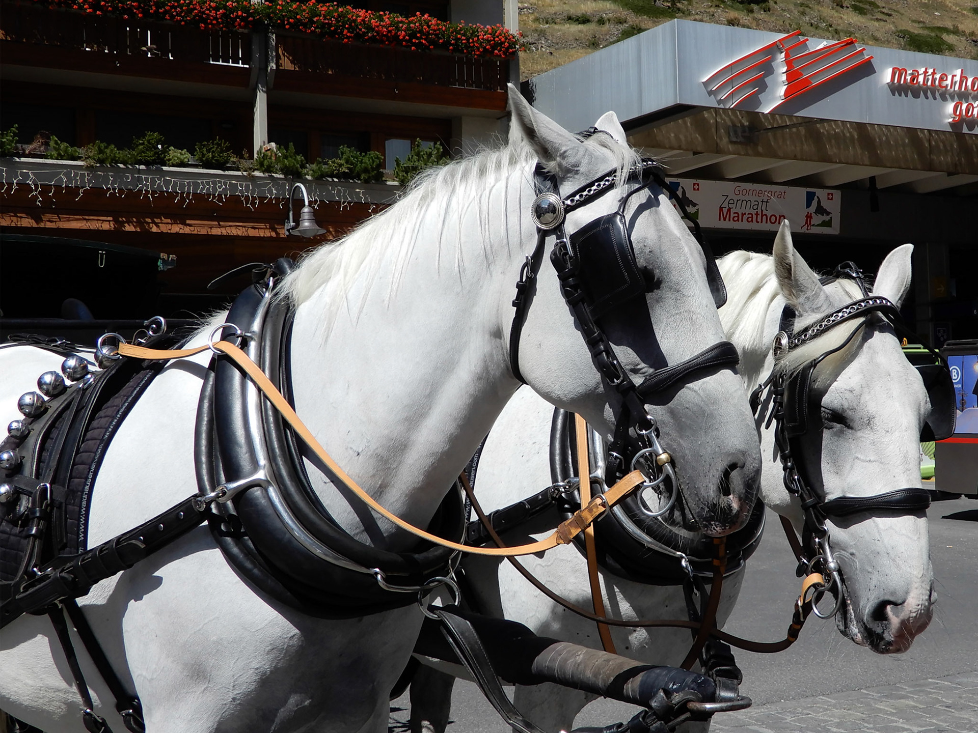 All transportation in Zermatt is 2 horsepower