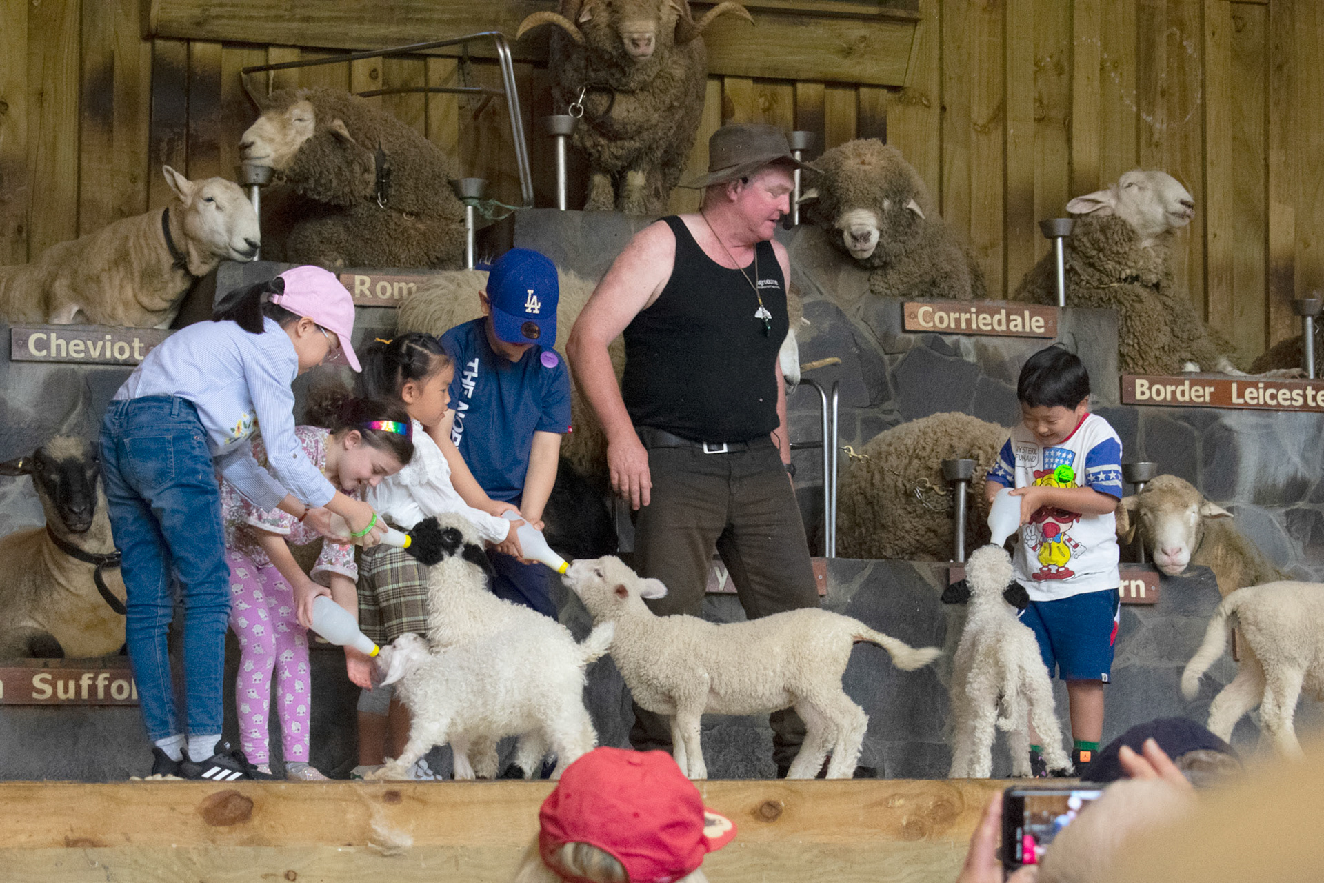 Children bottle feeding lambs