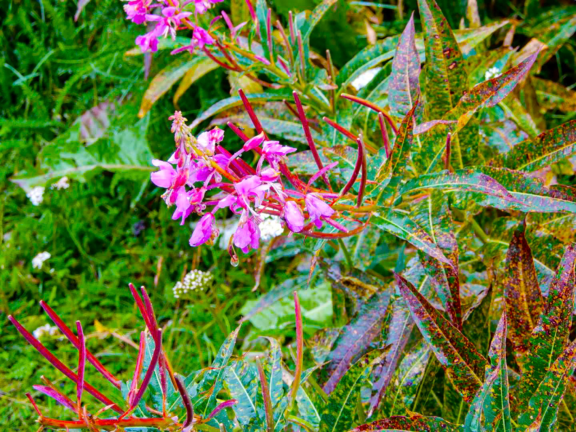 Views from the White Pass & Yukon Route Railroad excursion
