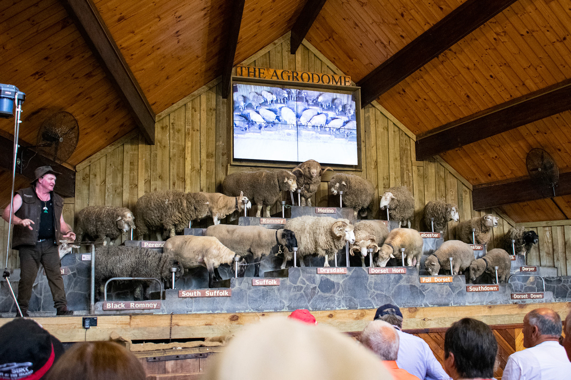 Sheep are well trained and took stations assigned to them without much guidance