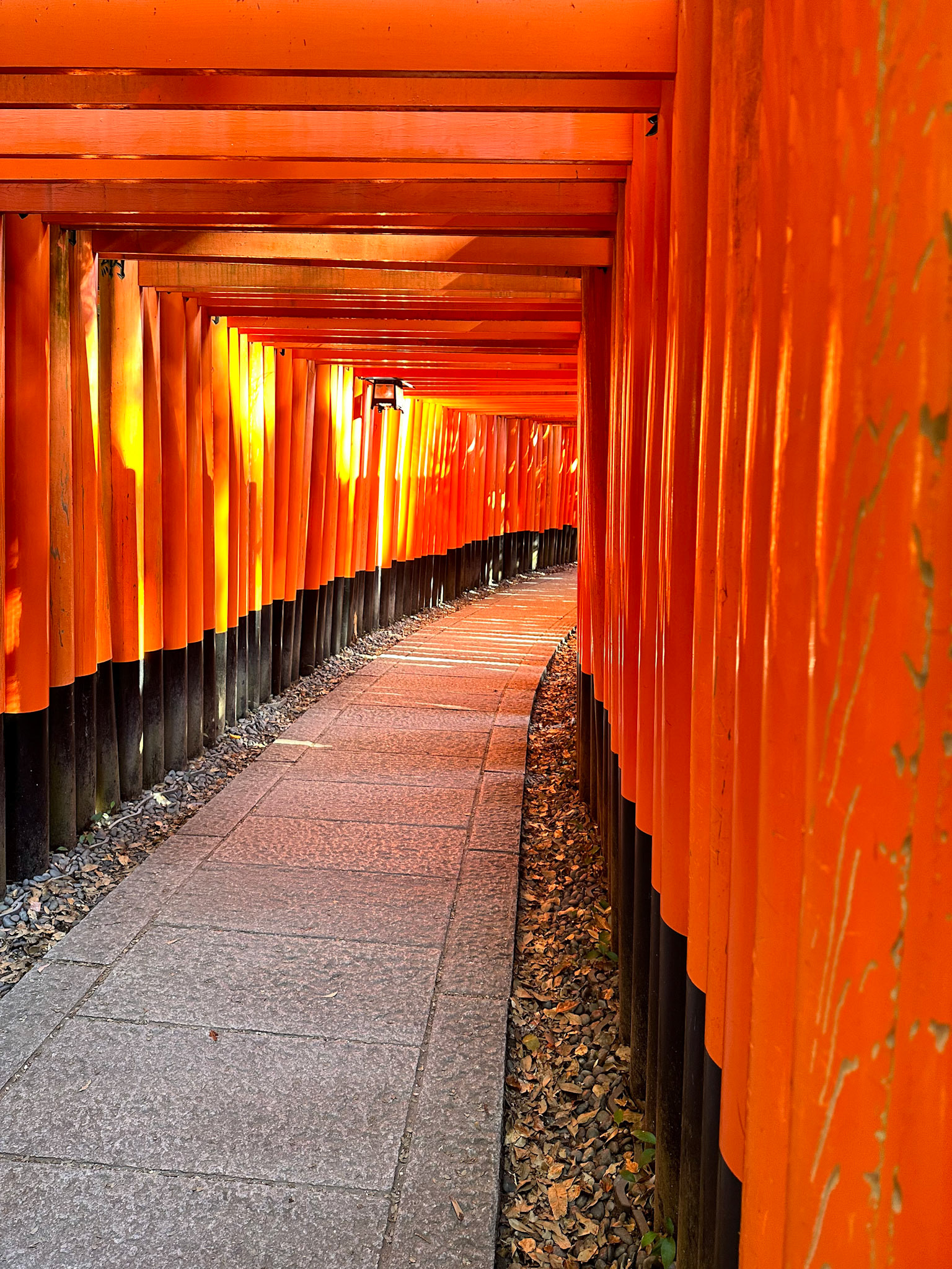 A few of the thousands of vermilion torii gates which straddle a network of trails