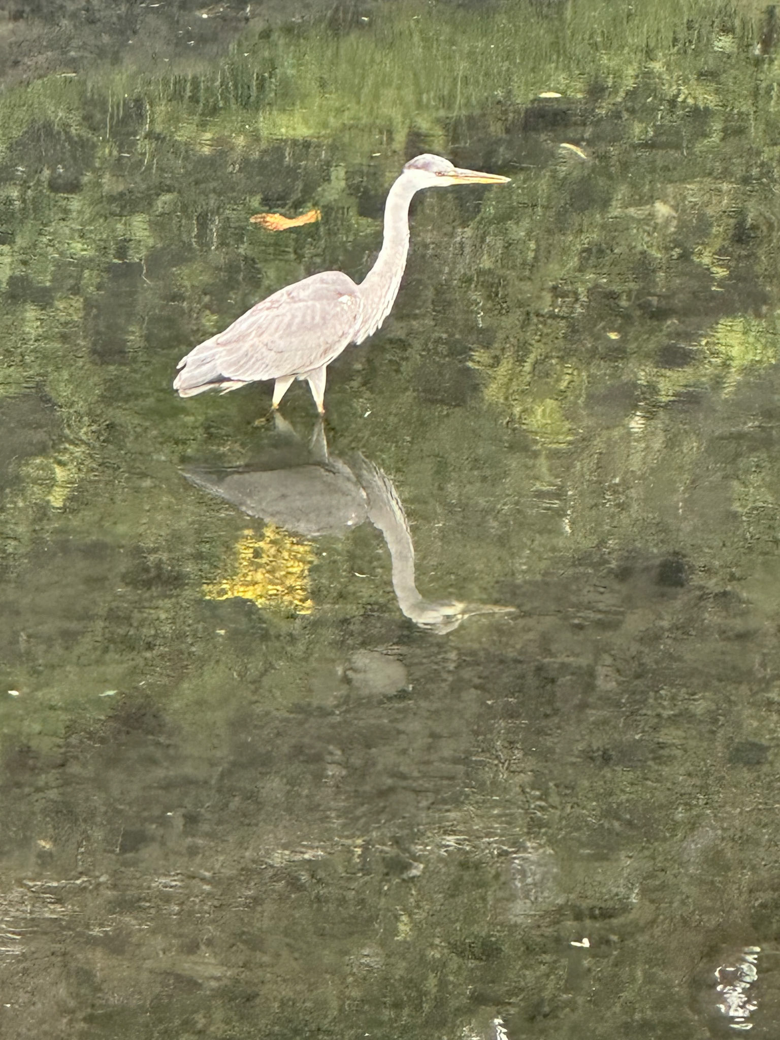 Crane wading in stream