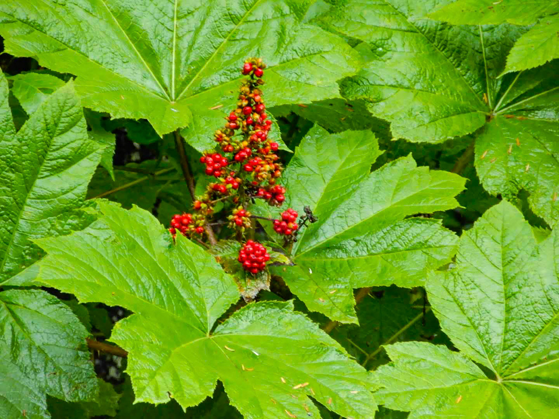 There is a poem we often hear in Alaska that goes like this, “When fireweed turns to cotton, summer is soon forgotten.” They say this because the appearance of fireweed cotton means winter is close behind.