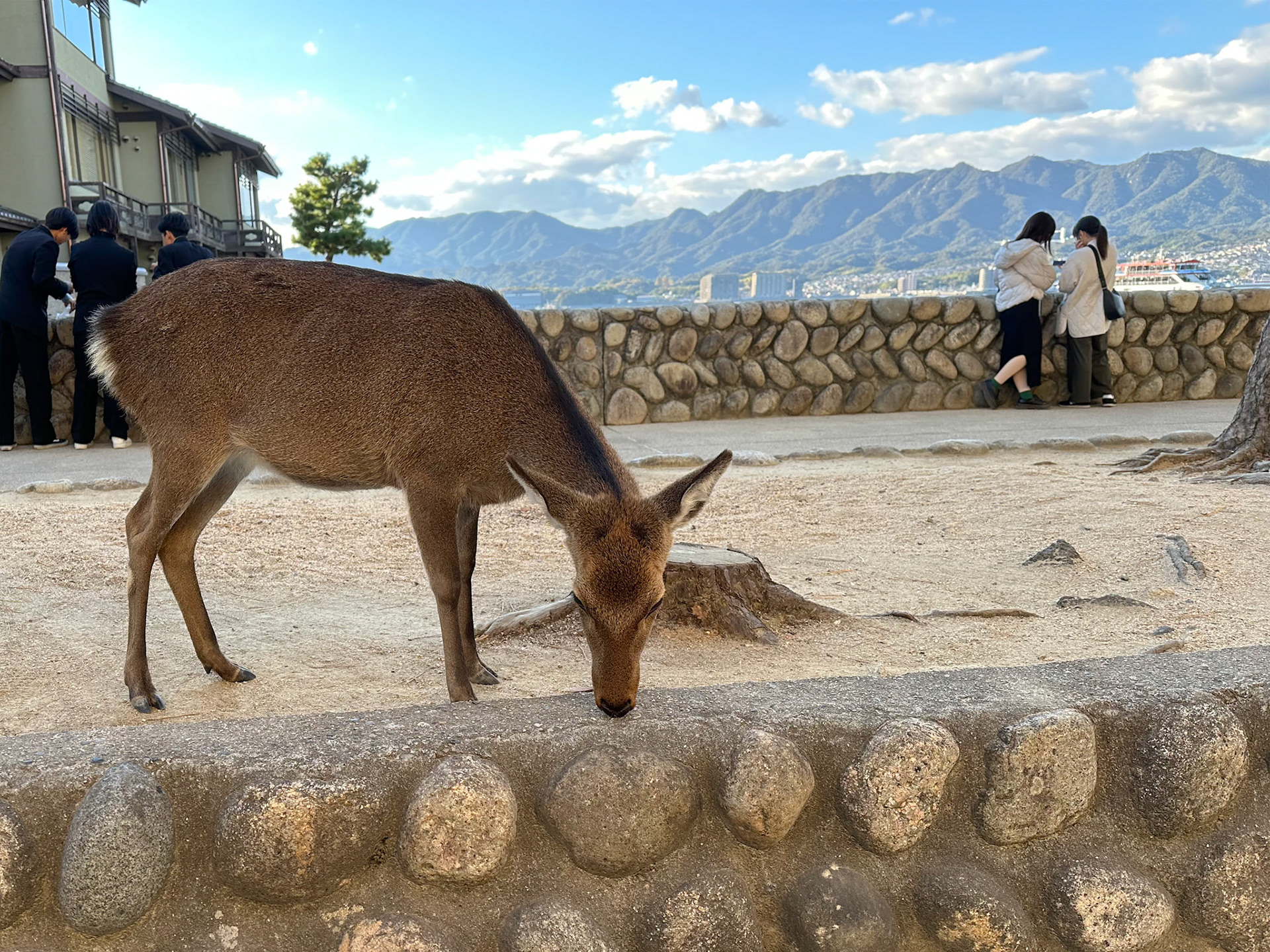 Sika deer at the Itsukushima Shrine