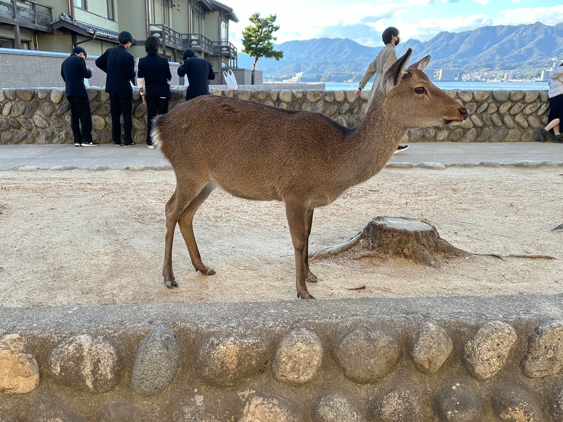 Sika deer at the Itsukushima Shrine