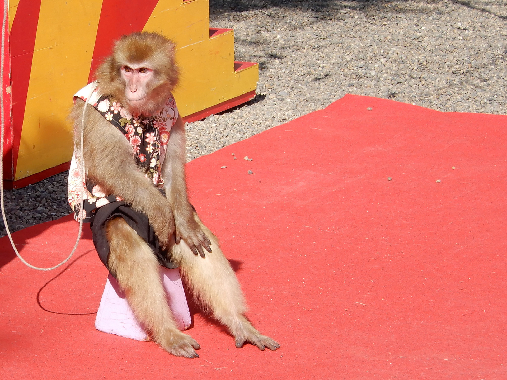 Sad little monkey performing at Asakusa Temple