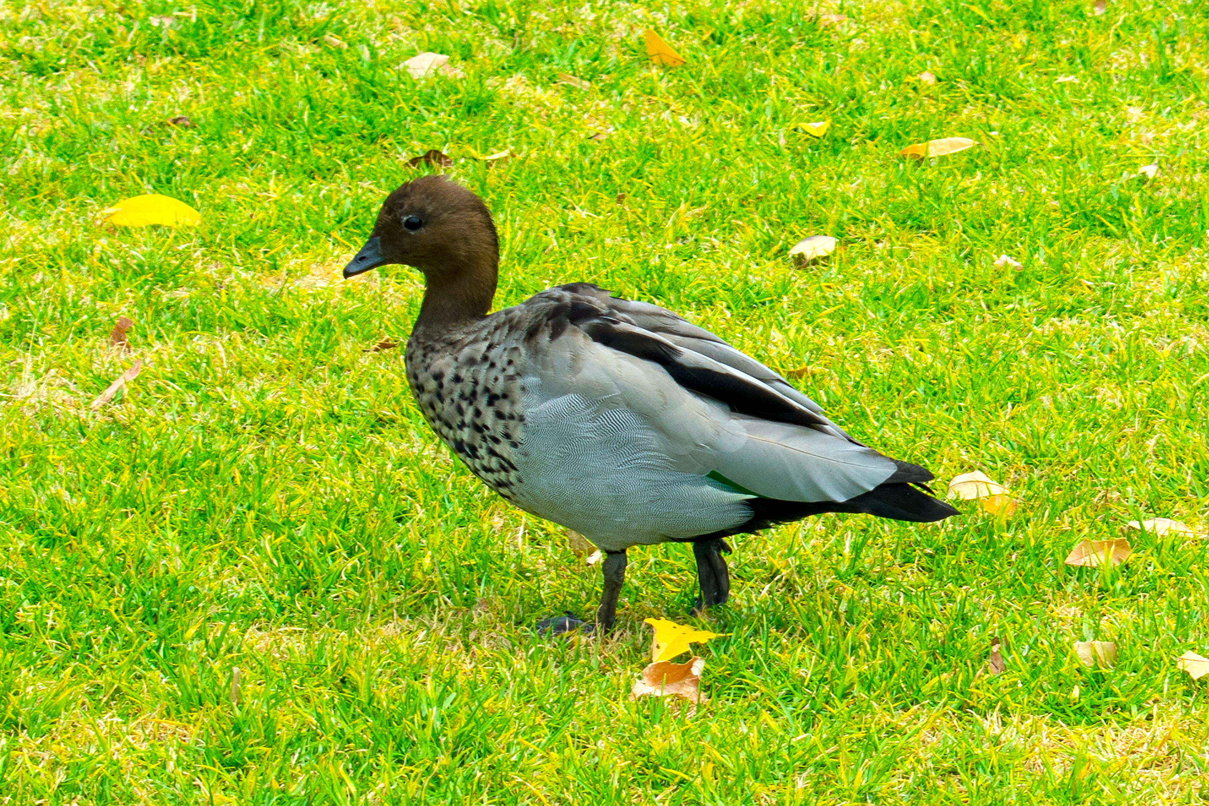 Ducks in the Royal Botanic Garden in Sydney