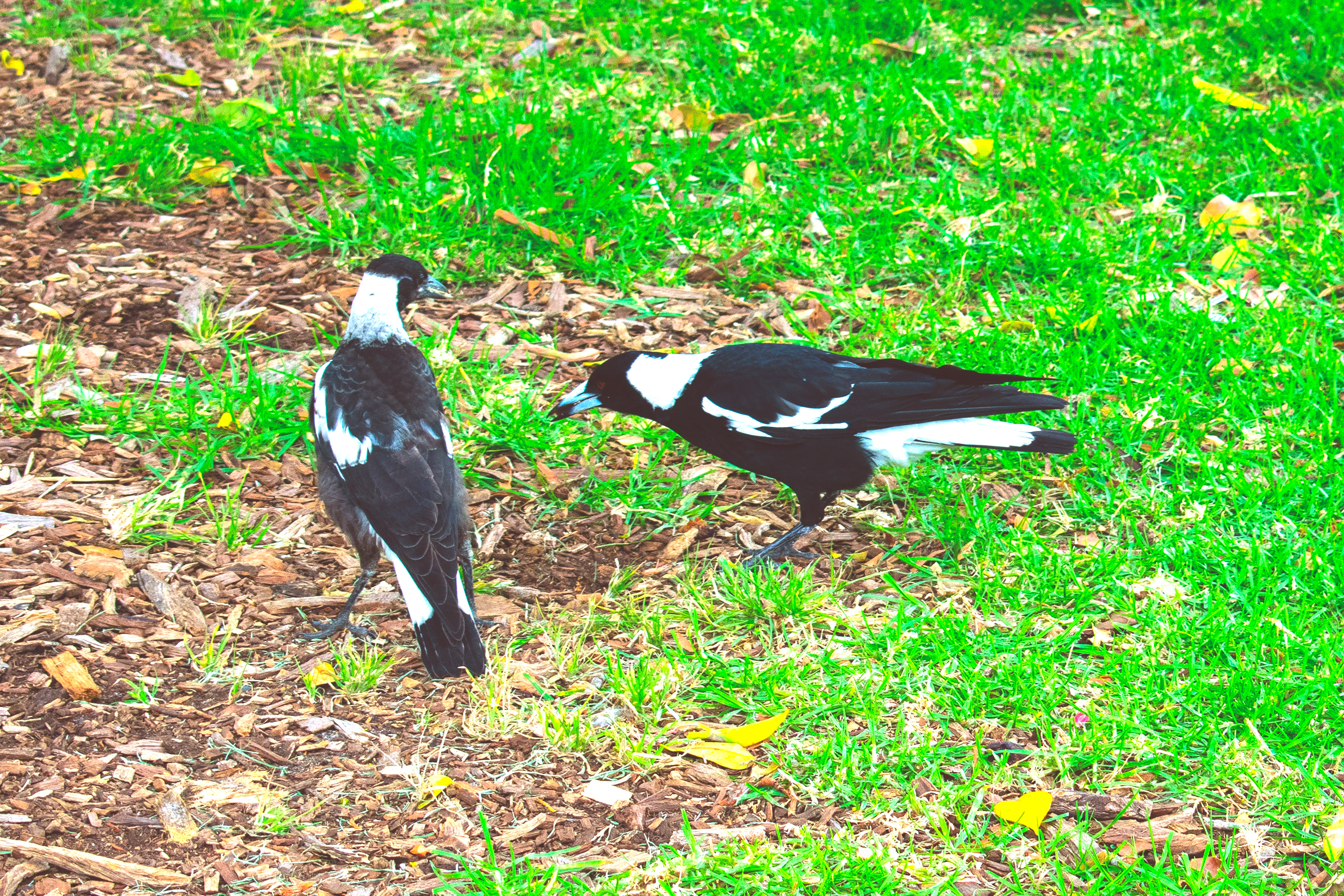 Australian magpie (Gymnorhina tibicen)