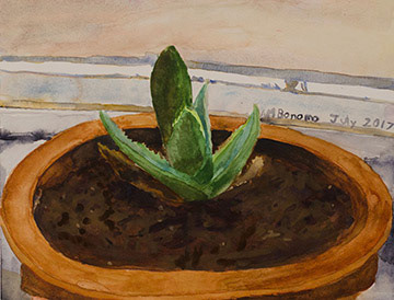 Mom's Cactus