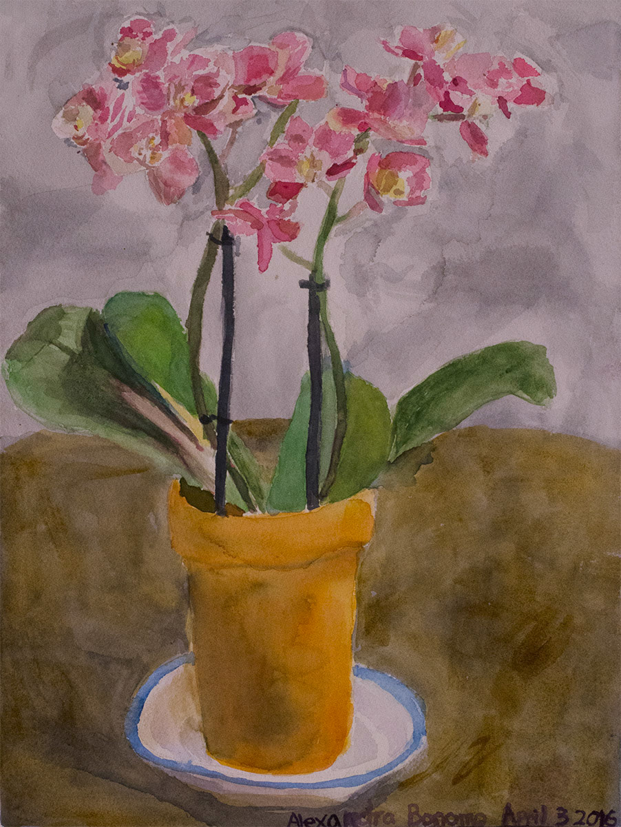 Second Chance Orchids