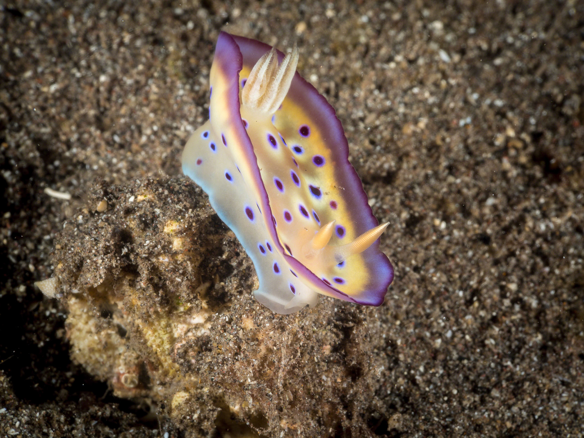 Chromodoris kuniei