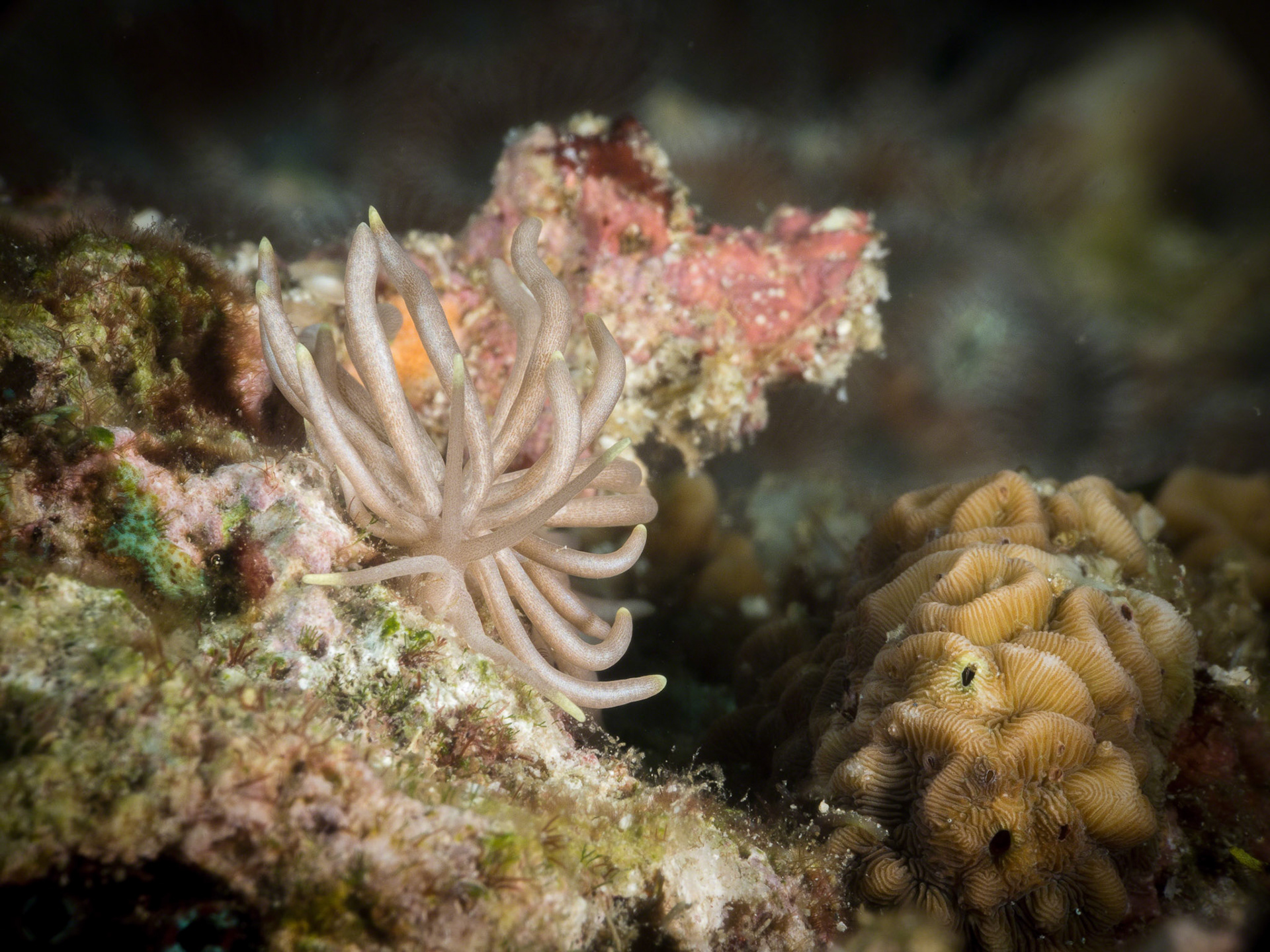 Phyllodesmium briareum