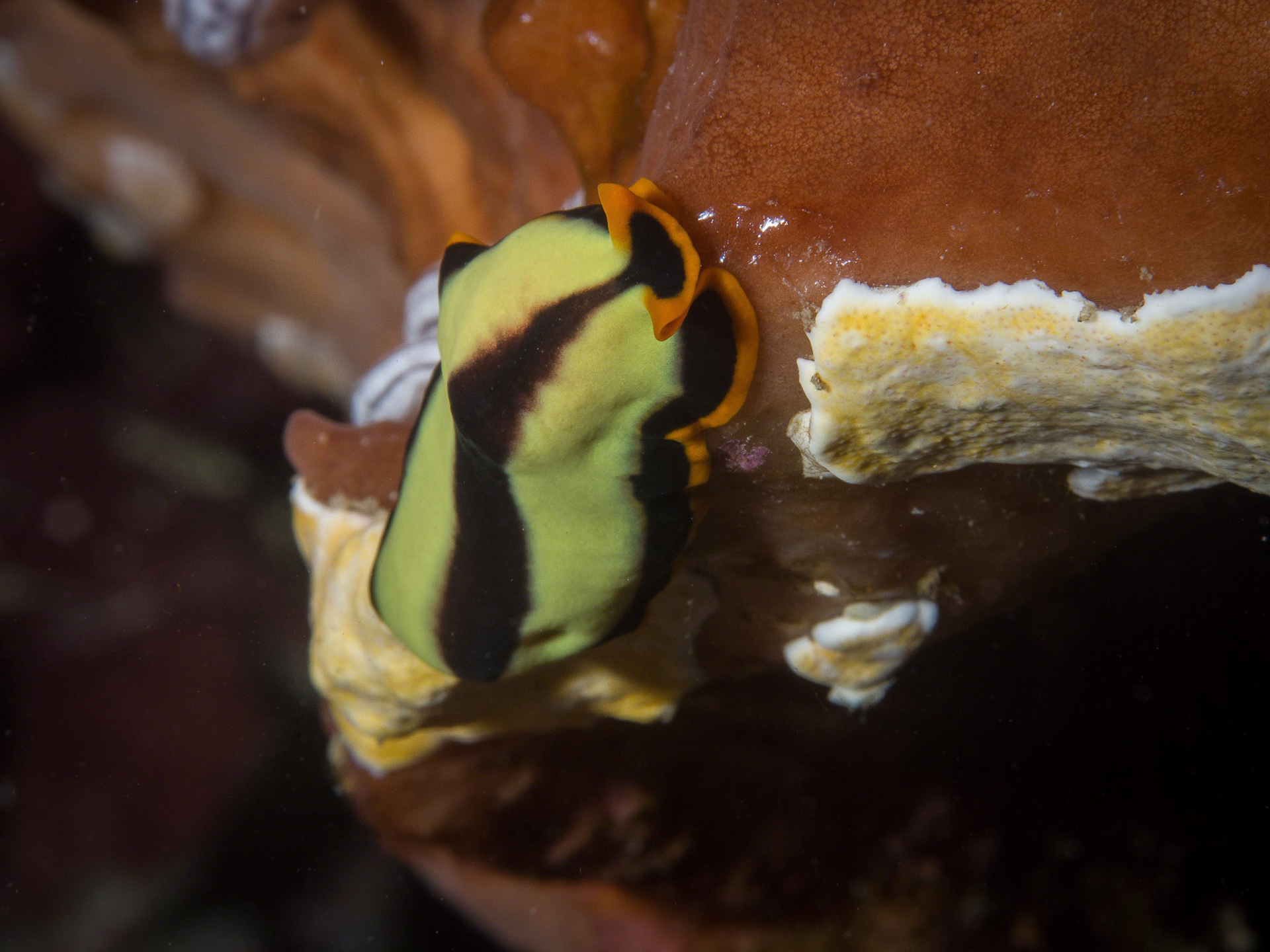 Pseudoceros dimidiatus