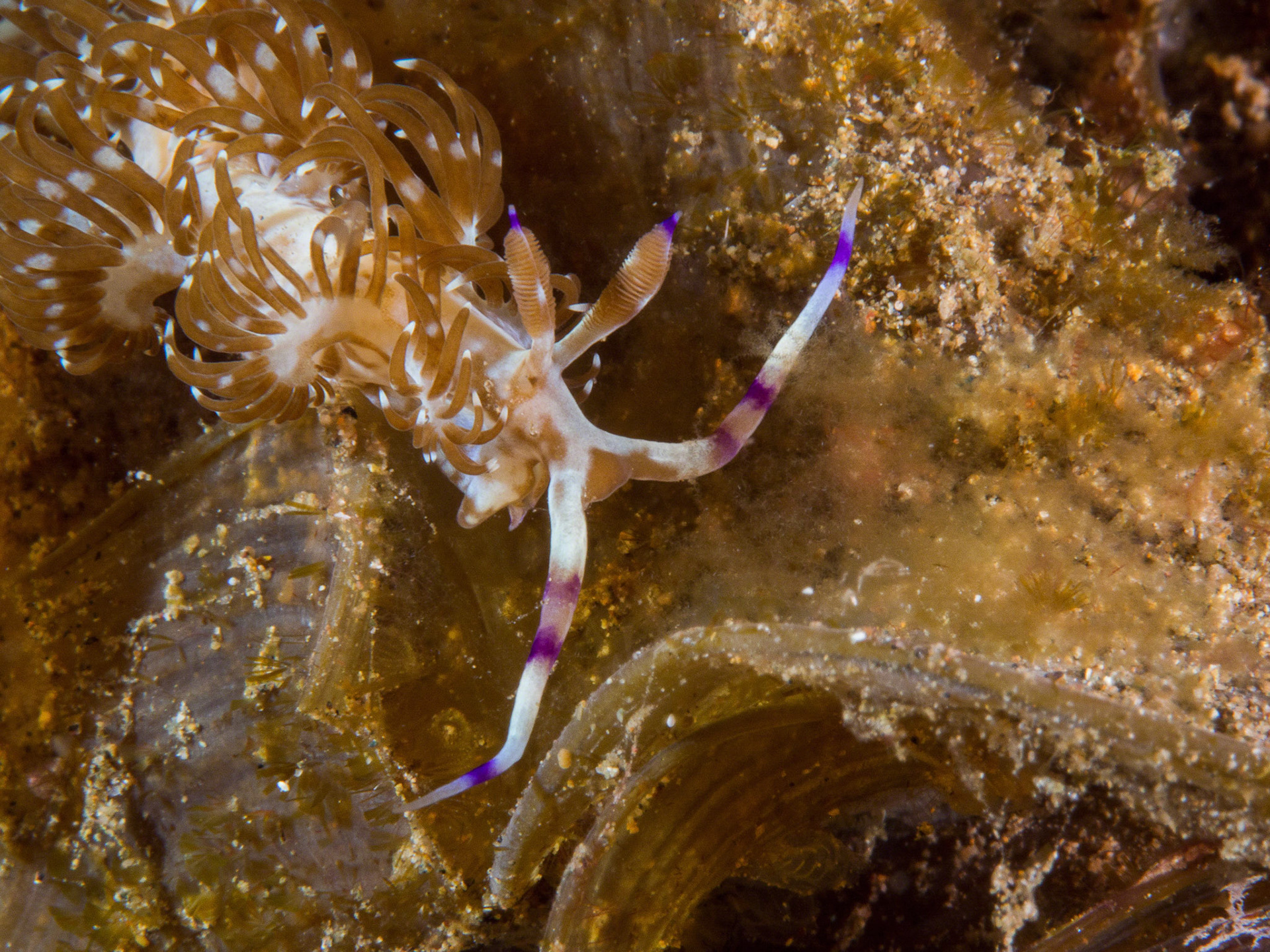 Pteraeolidia ianthina