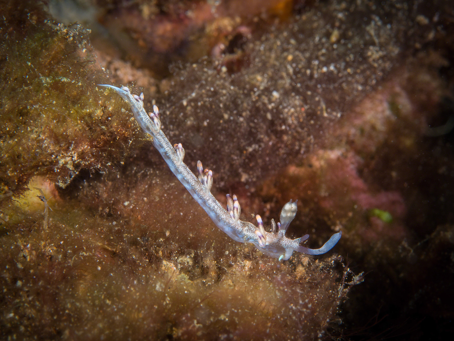 Flabellina unidentified