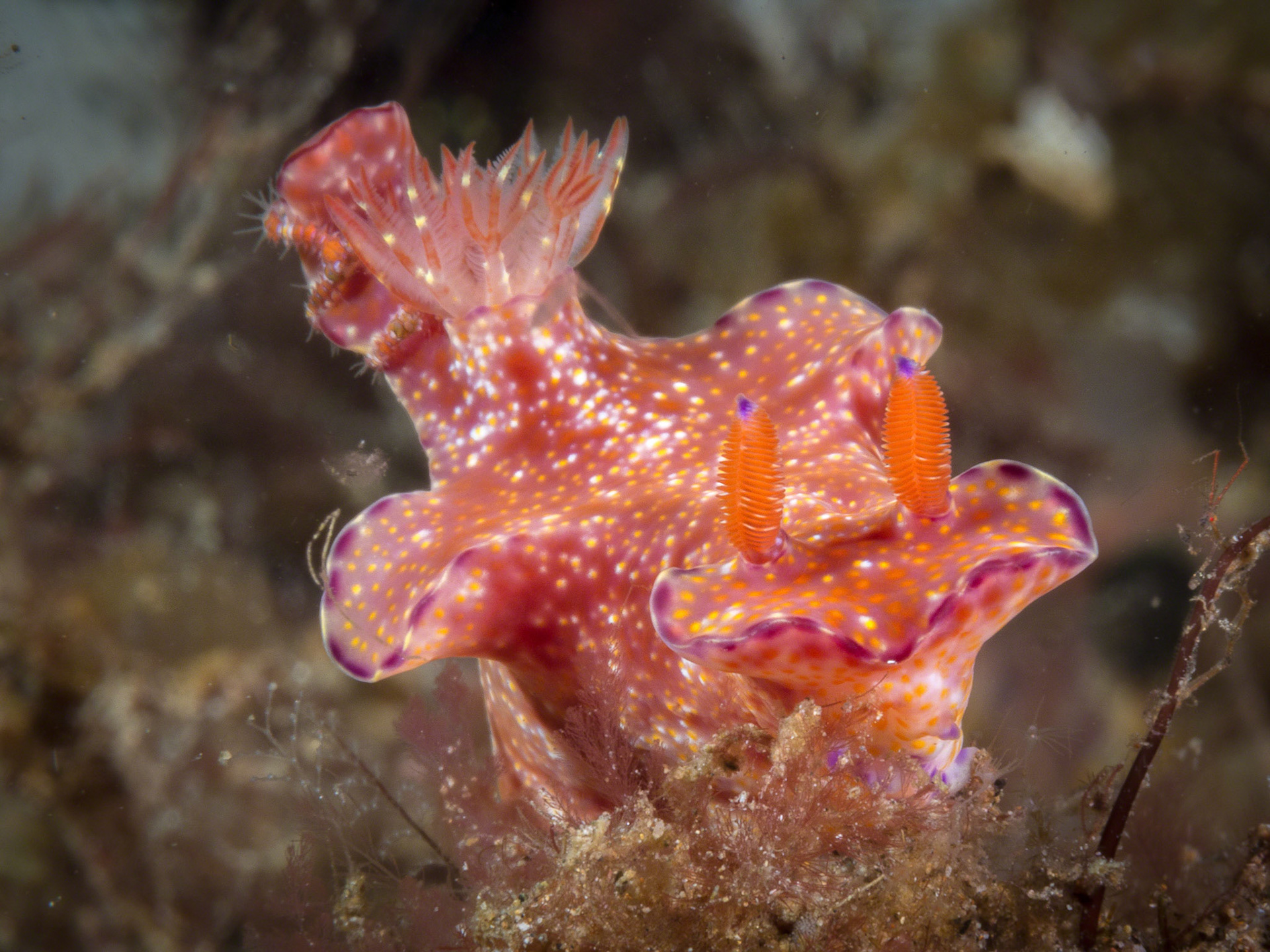 Ceratosoma tenue