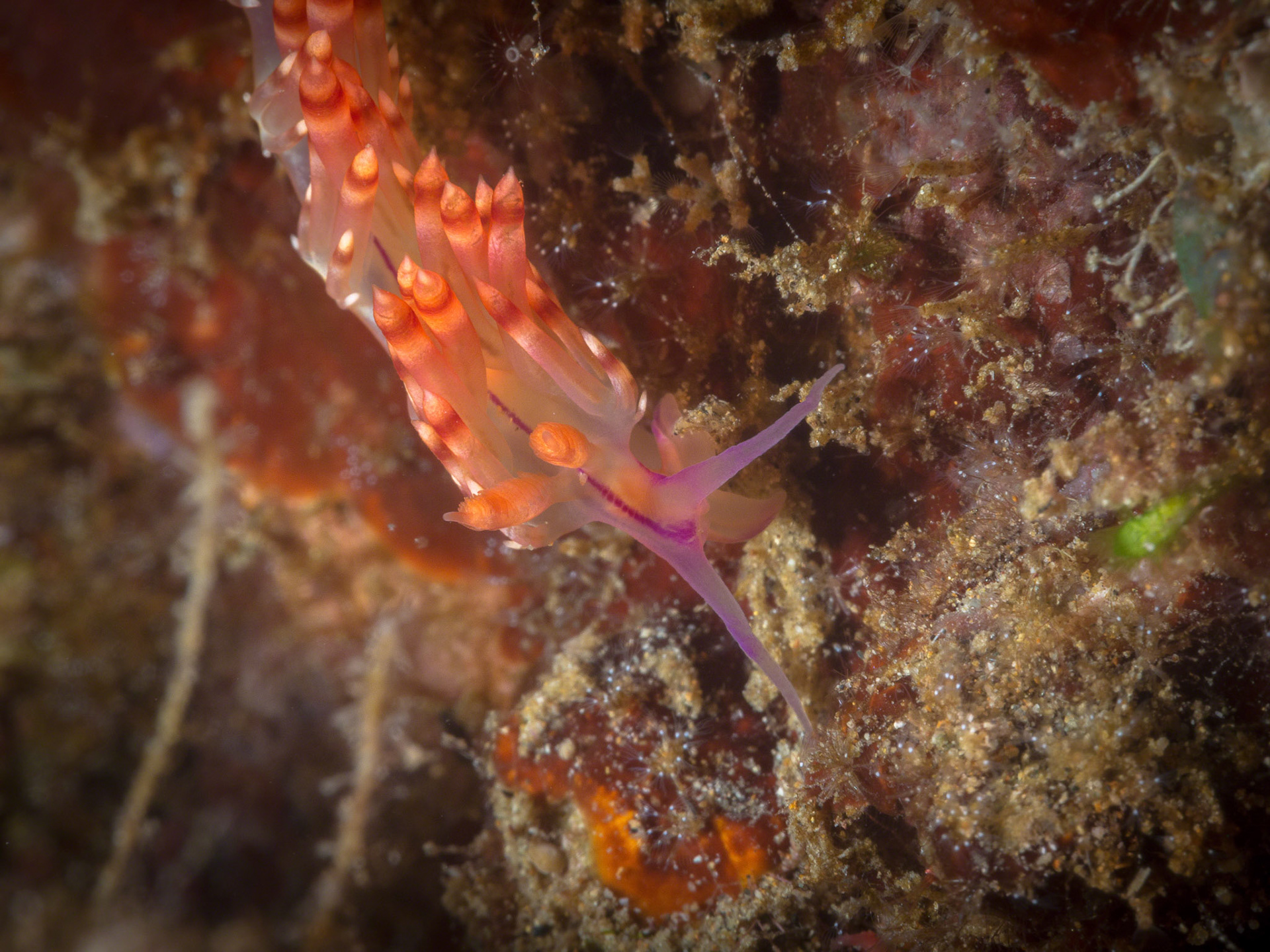 Flabellina rubrolineata