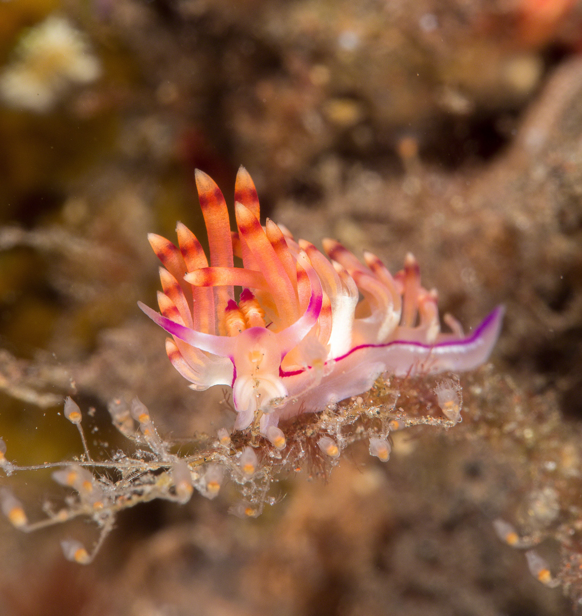 Flabellina rubrolineata
