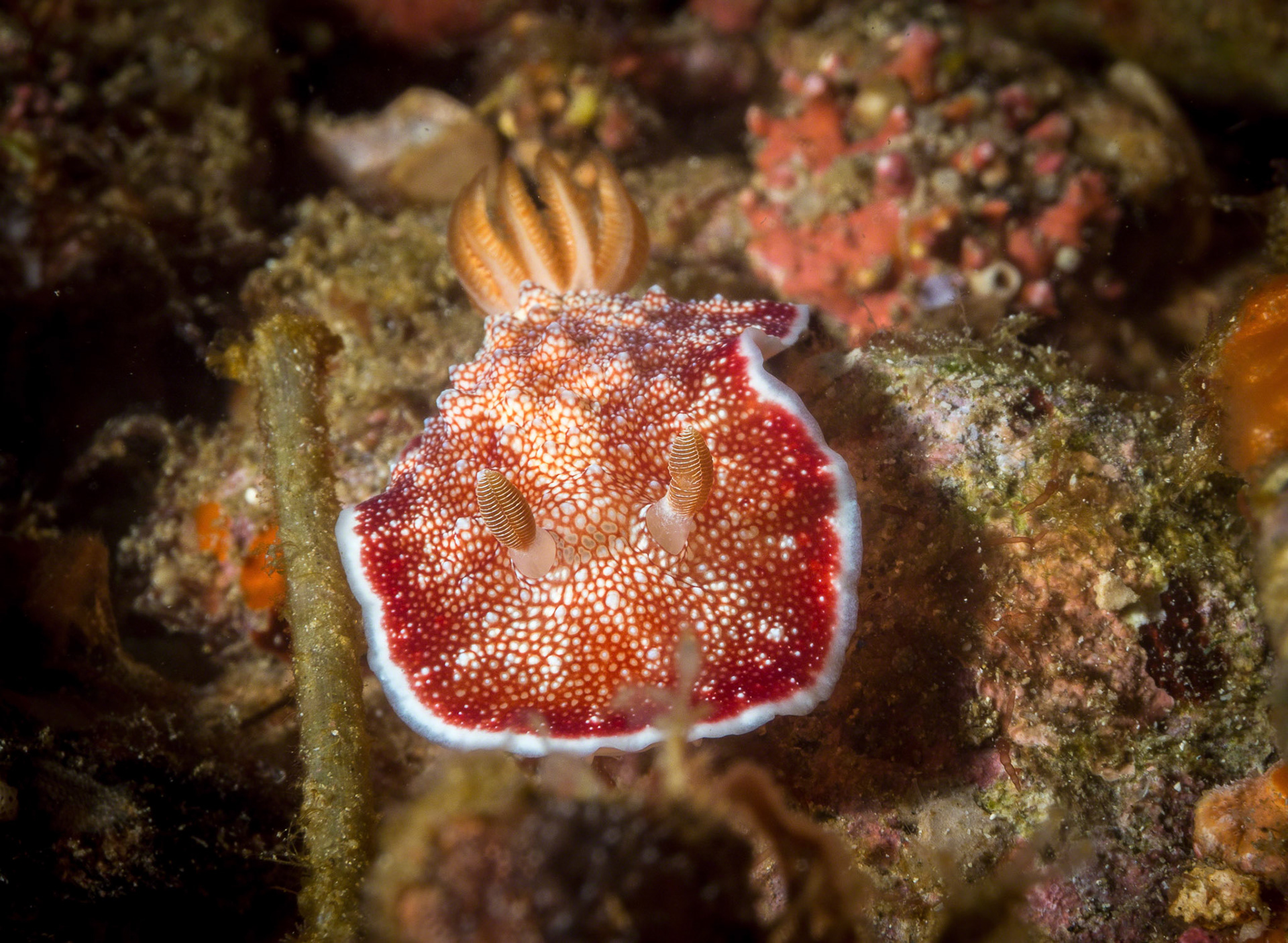 Chromodoris reticulata