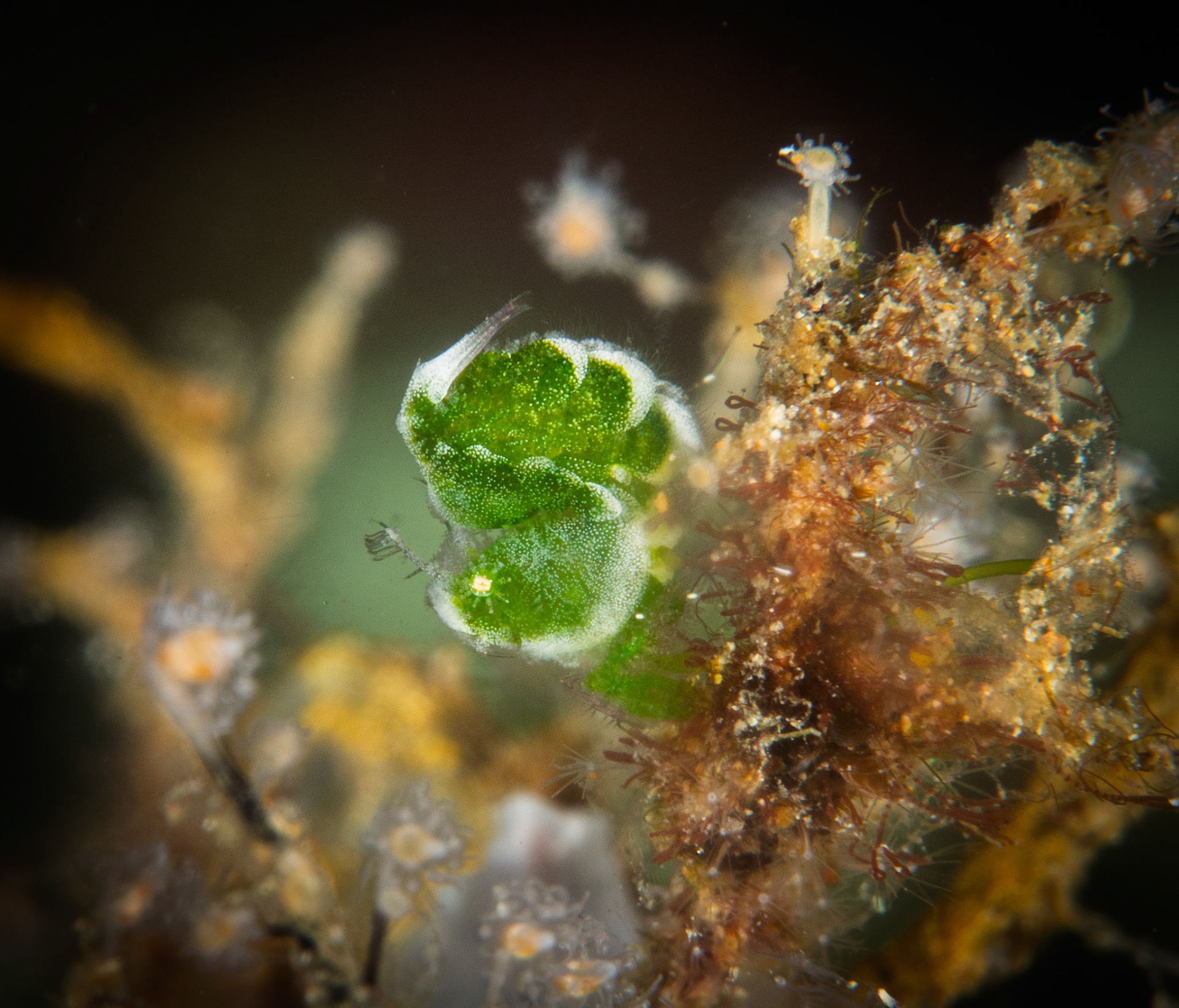 Green hairy shrimp