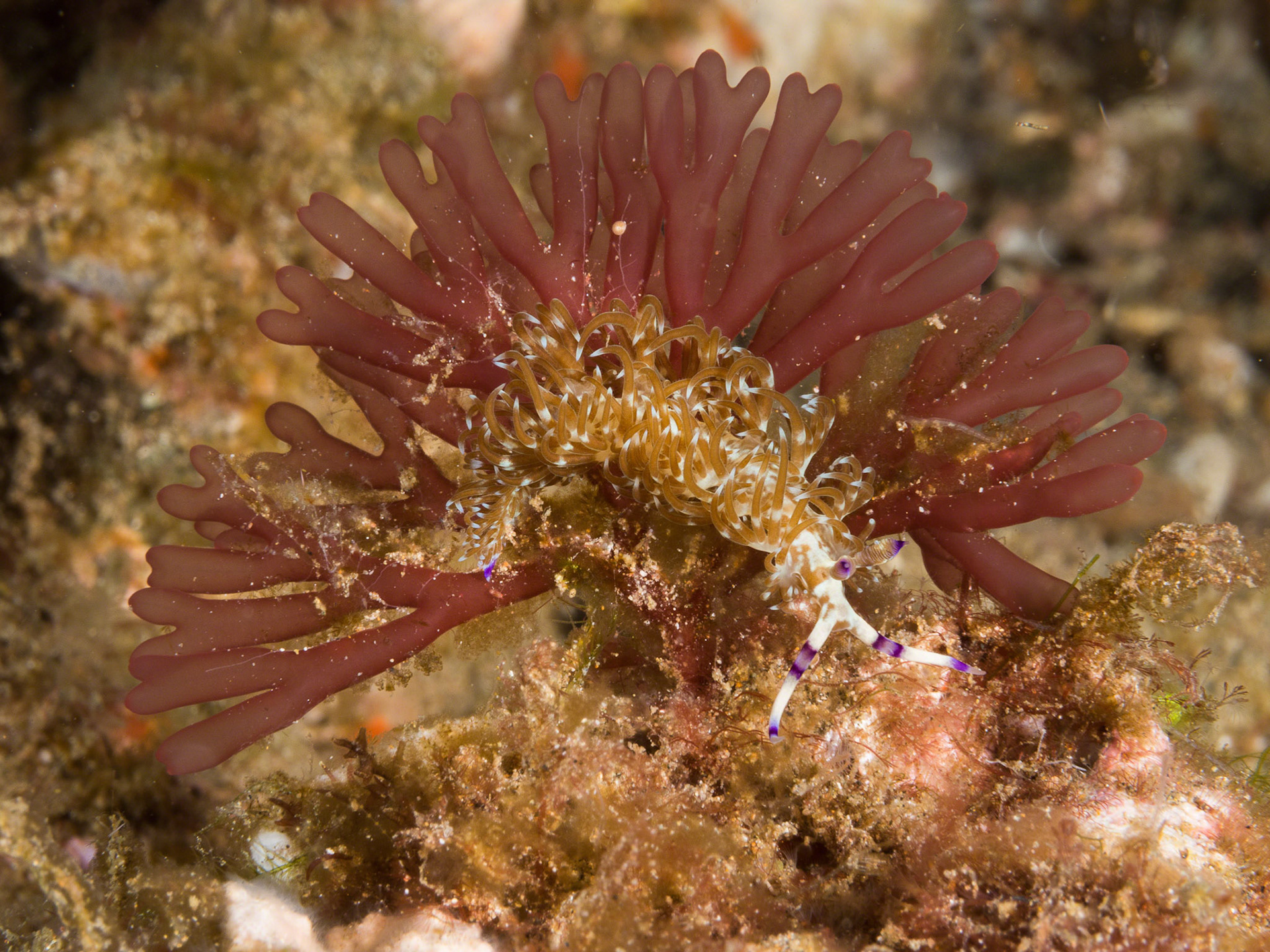 Pteraeolidia ianthina