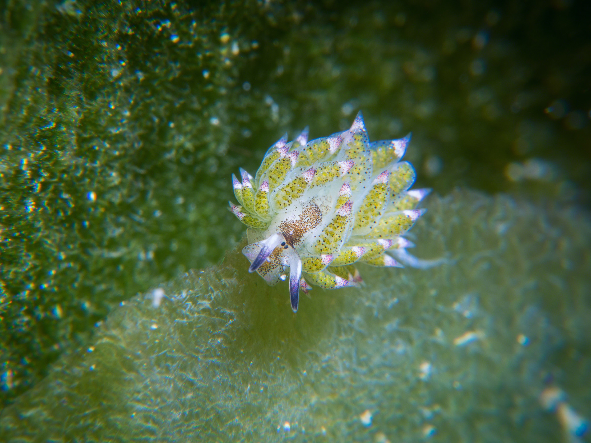 Costasiella kuroshimae