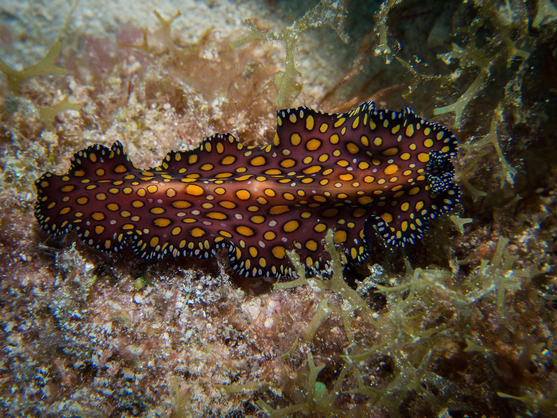 Pseudoceros pardalis